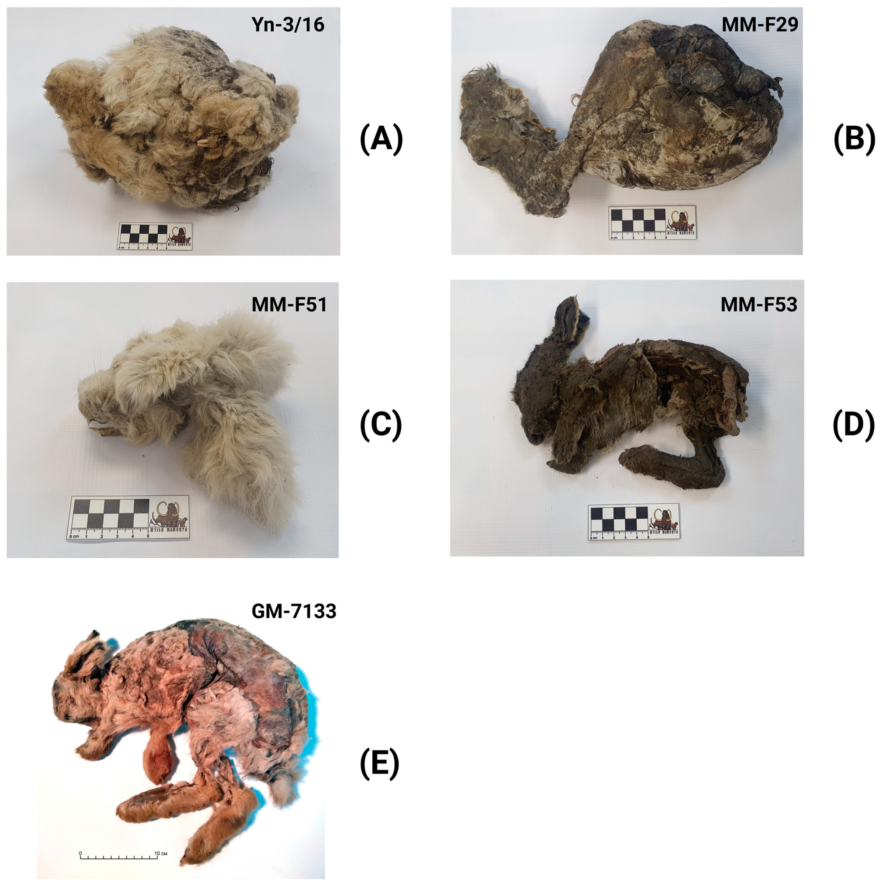 Genes 14 00700 g002 Genes 14 00700 g002