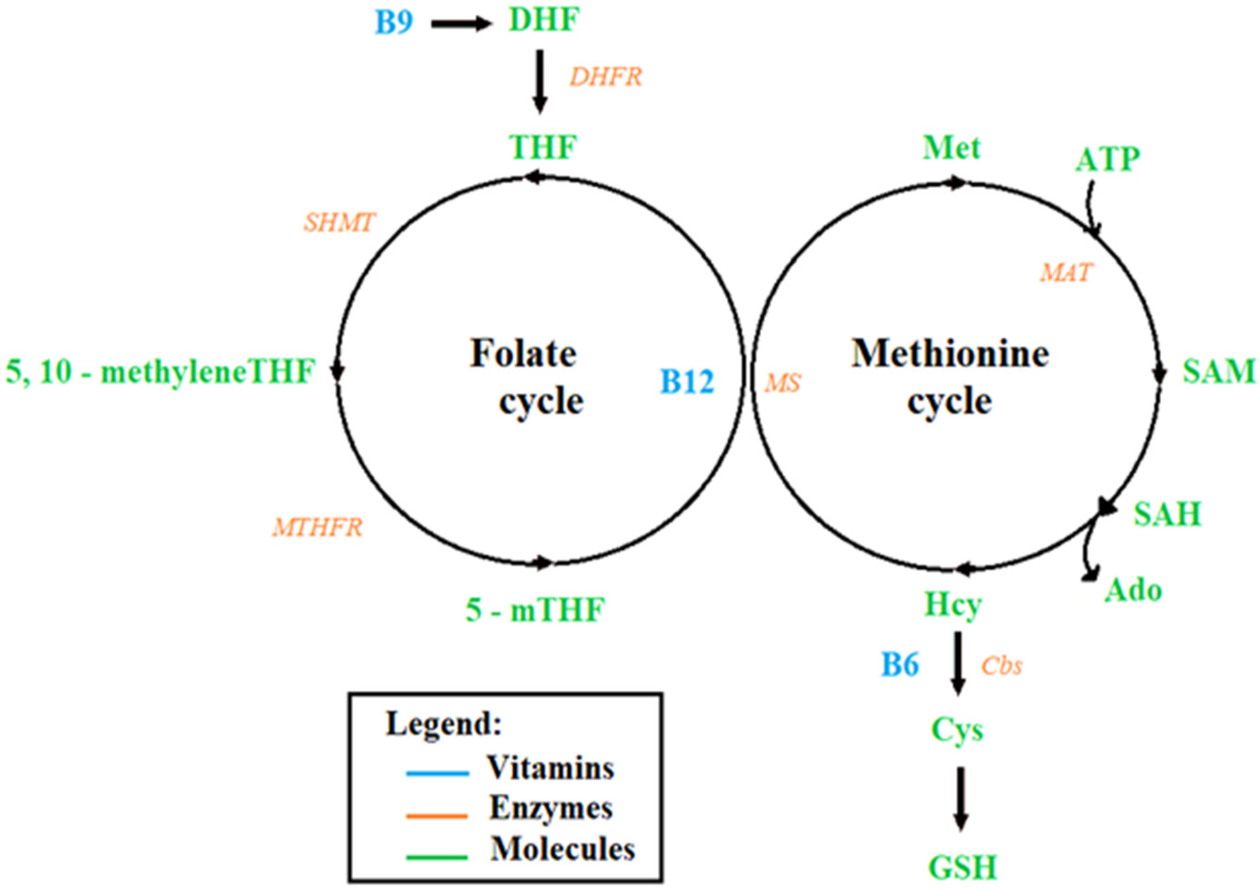 Genes 14 00709 g001