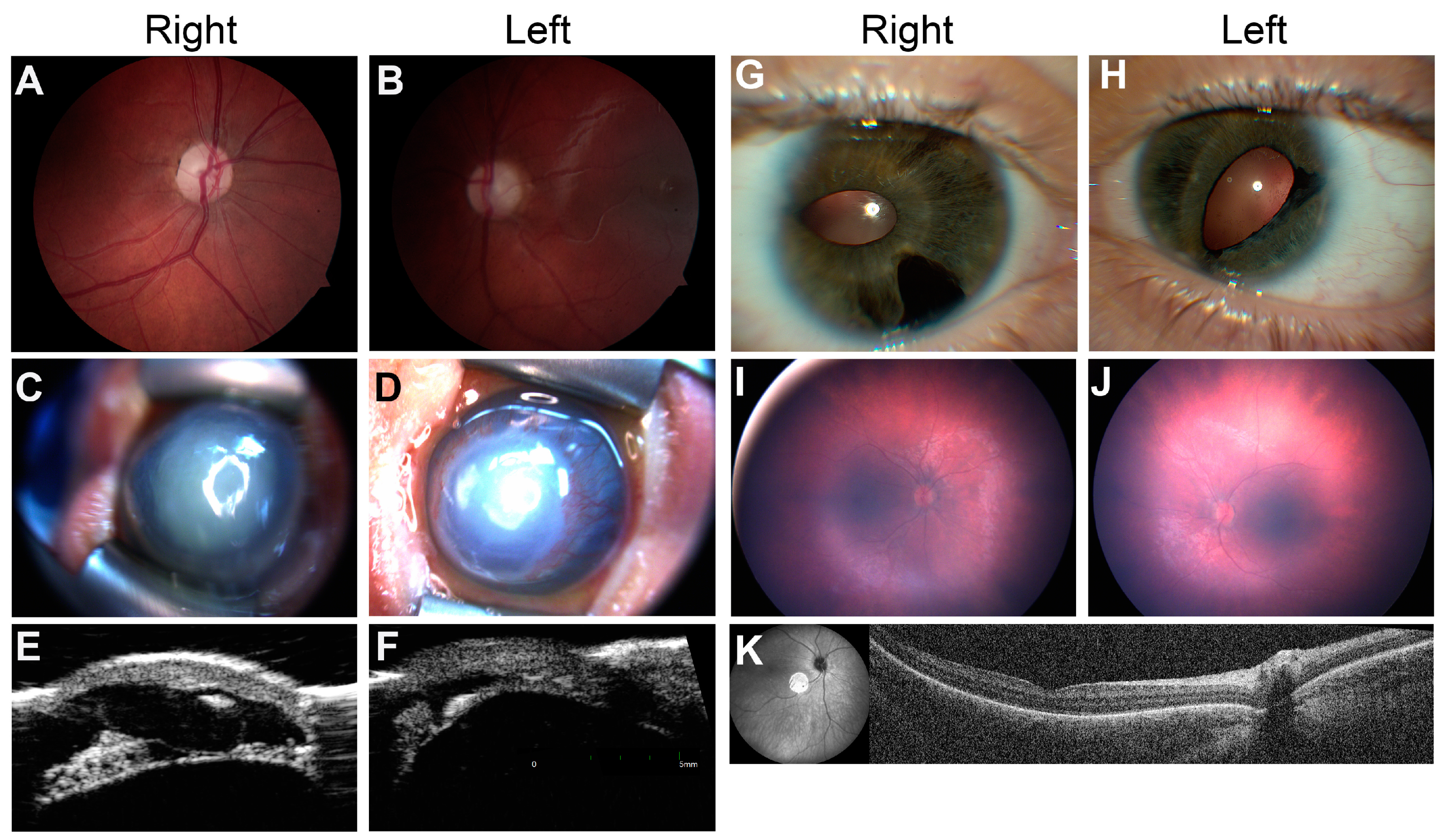 Genes 14 00726 g004 Genes 14 00726 g004