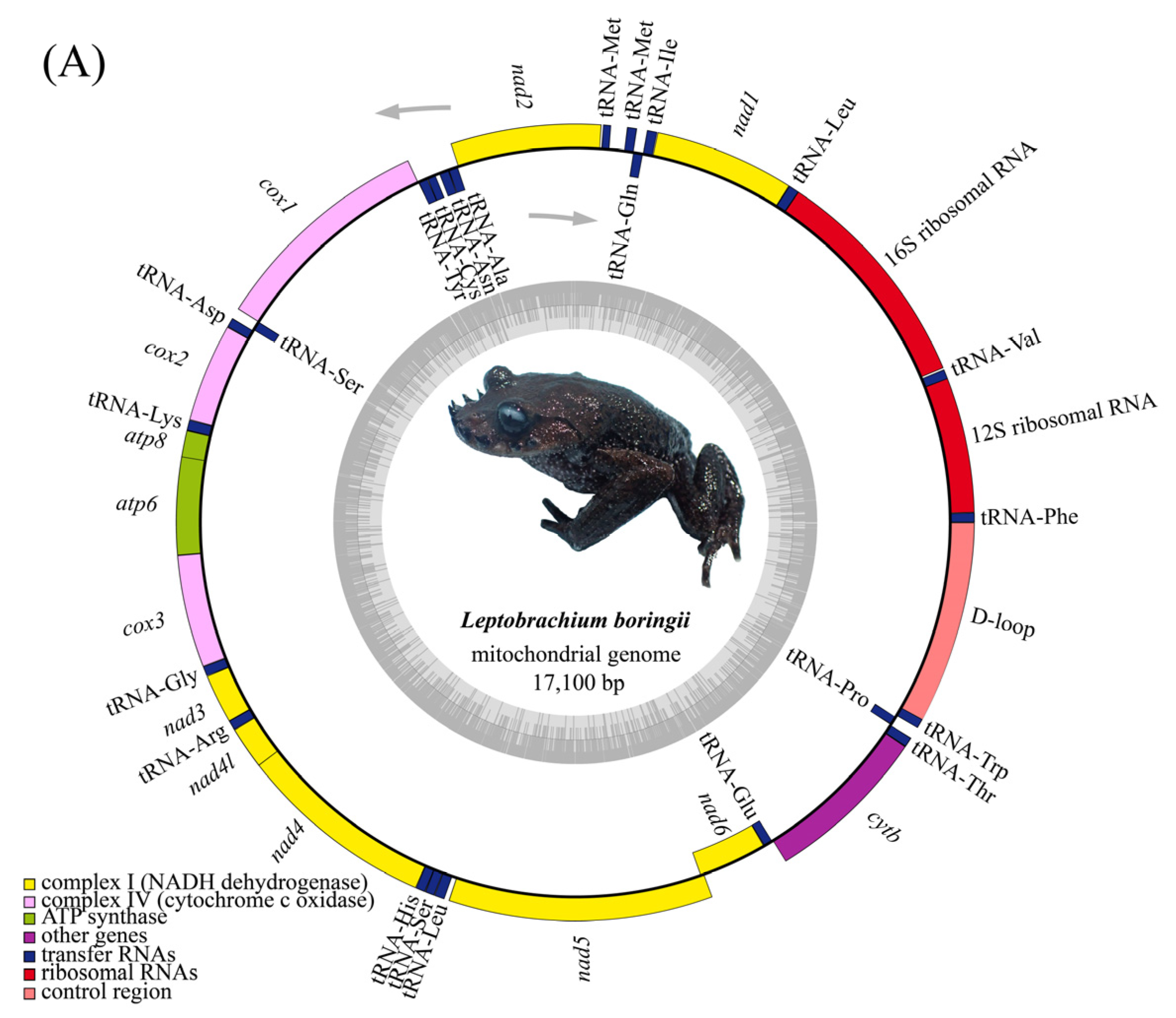 Genes 14 00768 g002a Genes 14 00768 g002a