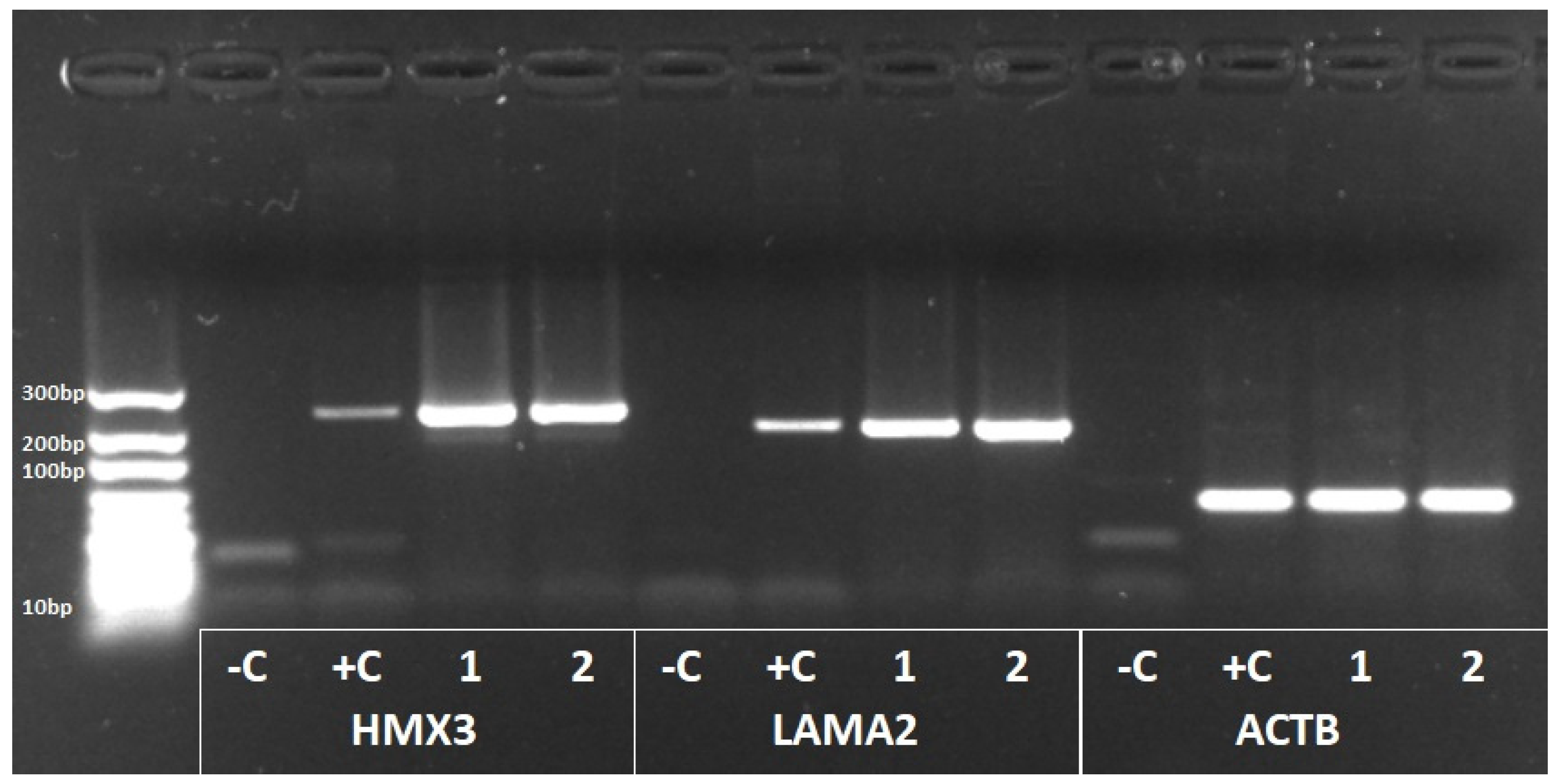 Genes 14 00831 g002