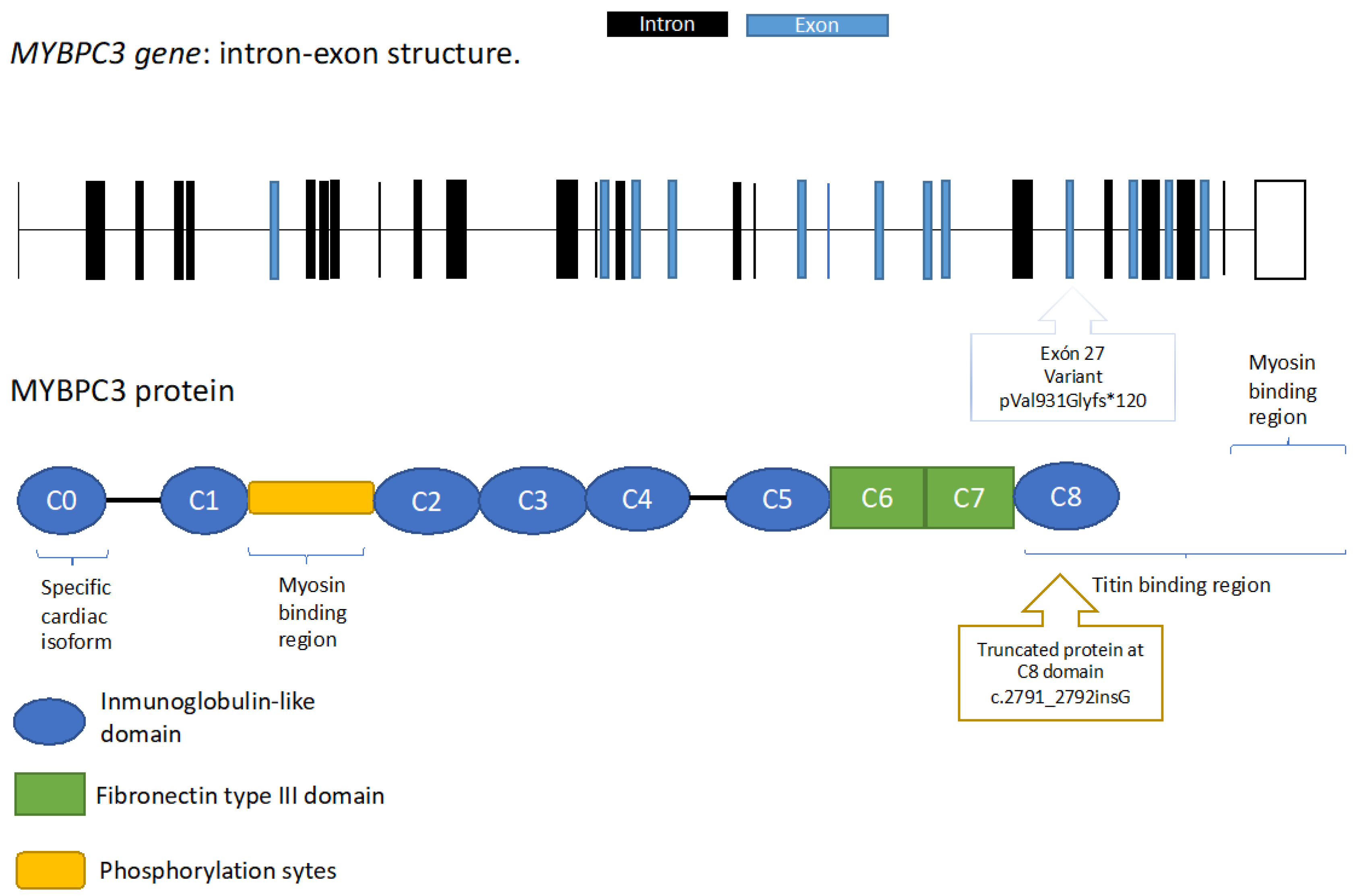 Genes 14 00840 g004