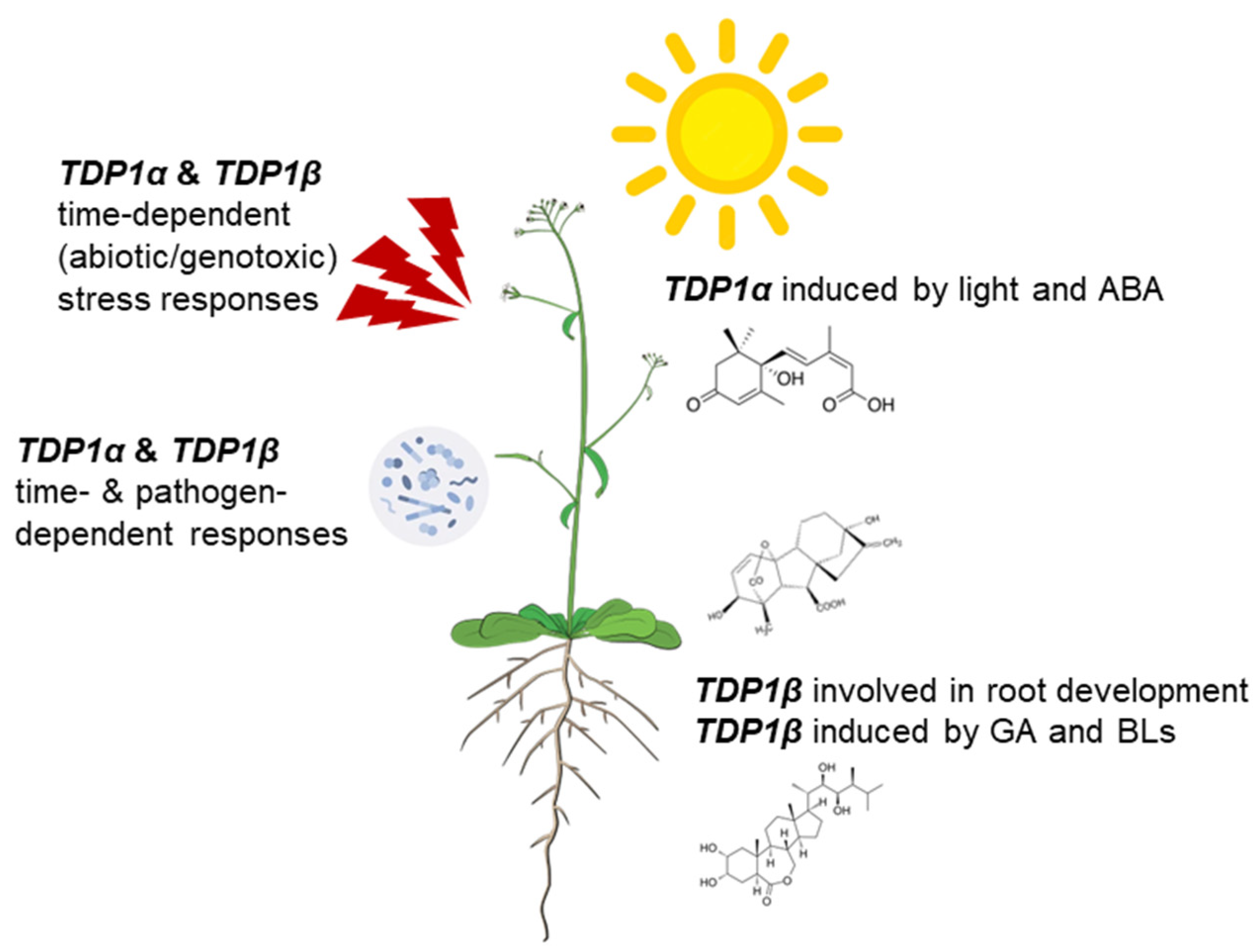 Genes 14 00884 g007
