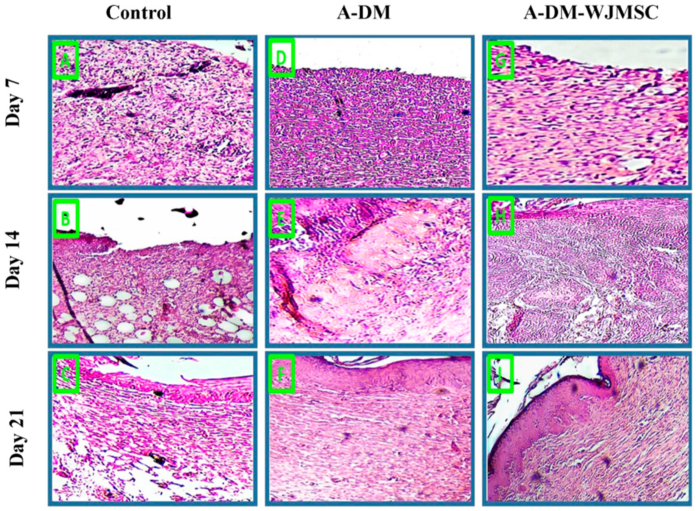 Genes 14 00909 g006