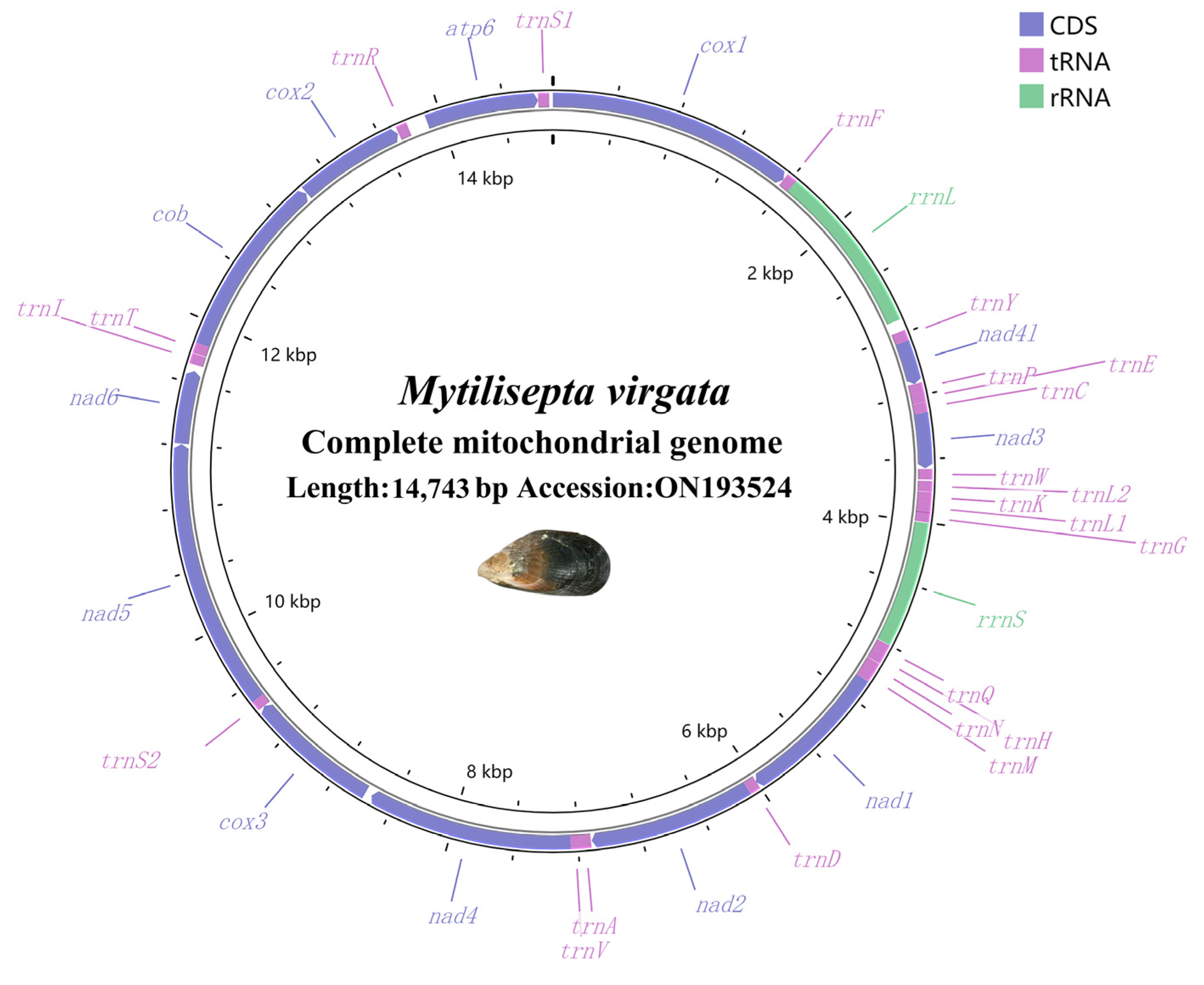 Genes 14 00910 g001 Genes 14 00910 g001