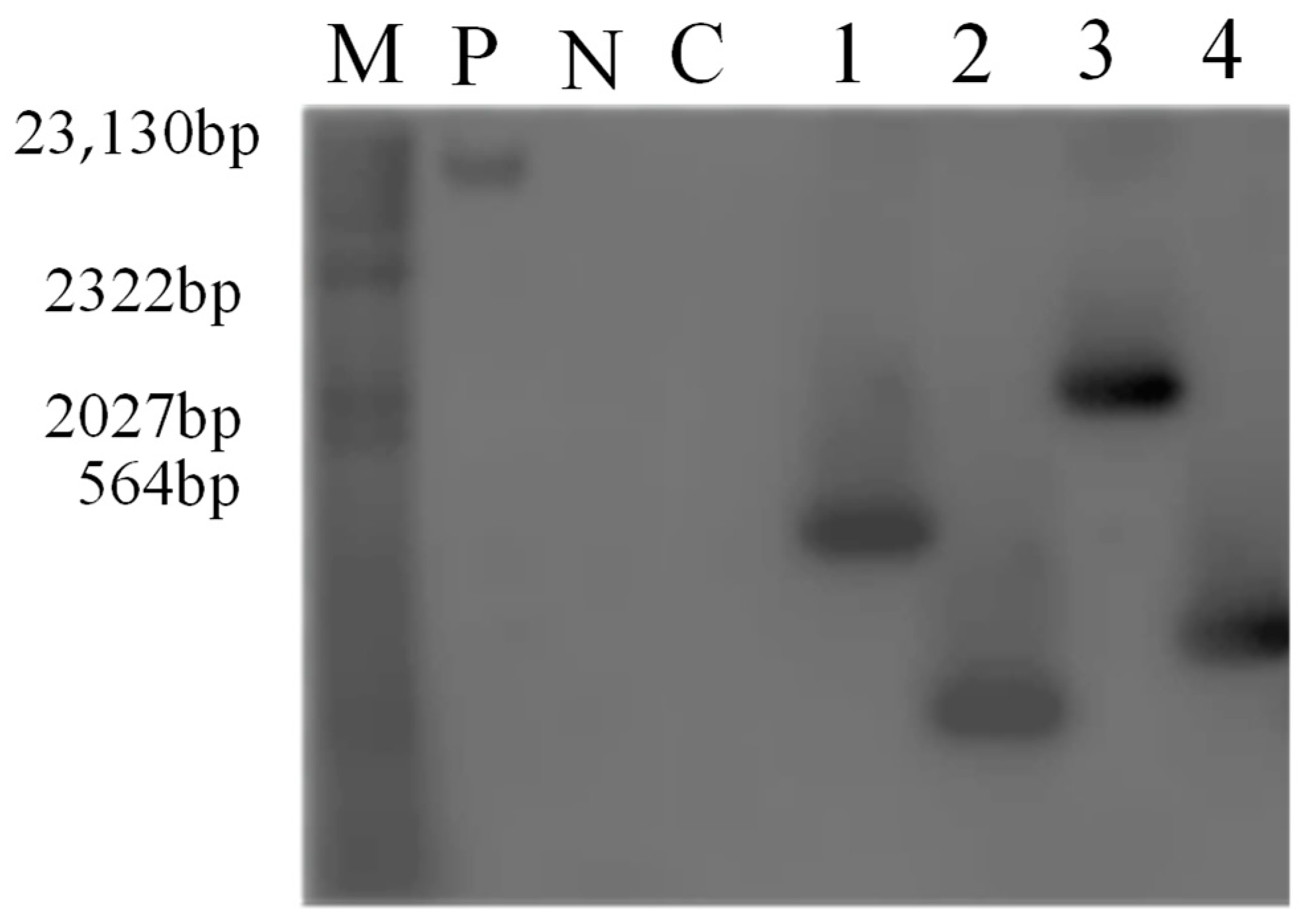 Genes 14 00920 g003 Genes 14 00920 g003