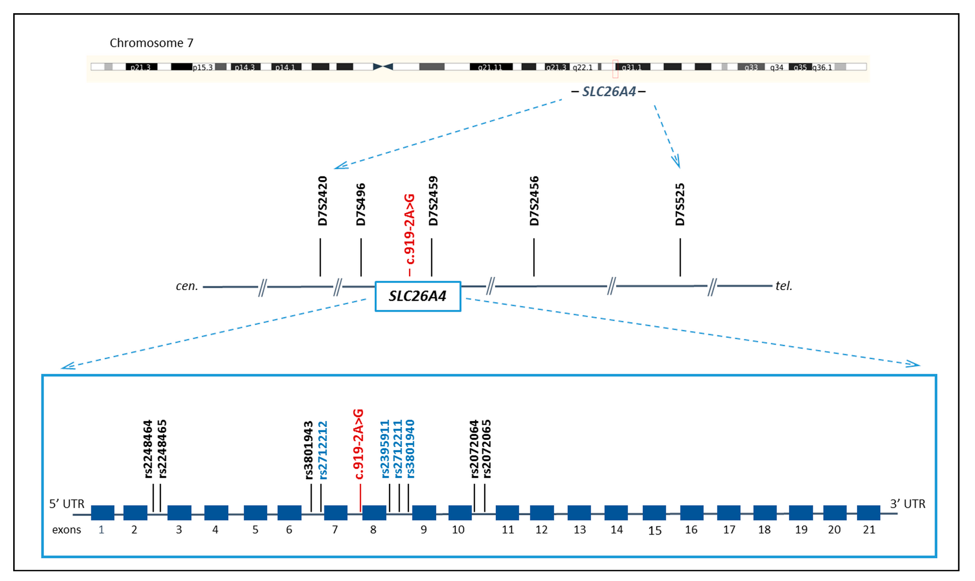 Genes 14 00928 g001