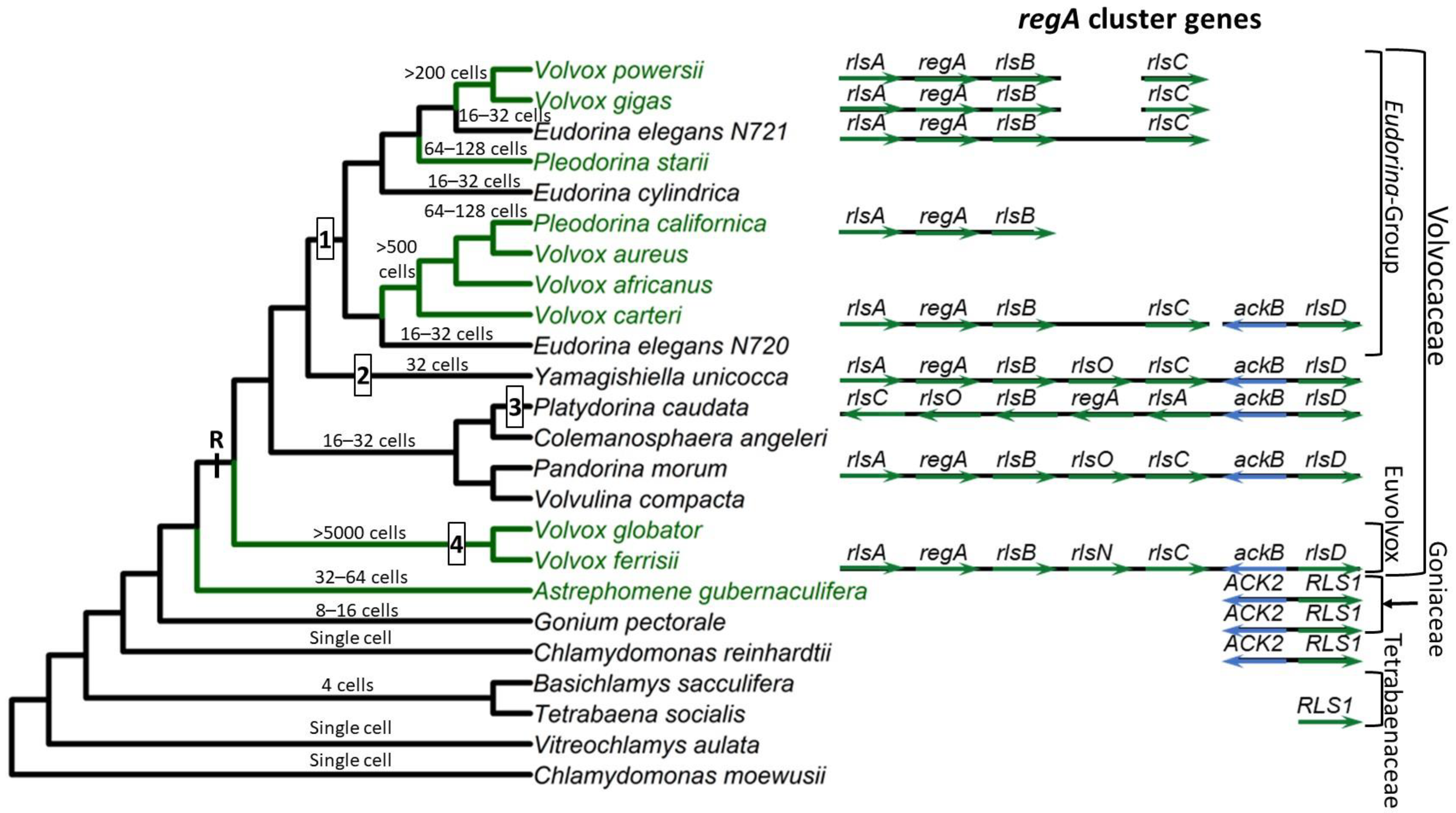 Genes 14 00941 g002 Genes 14 00941 g002