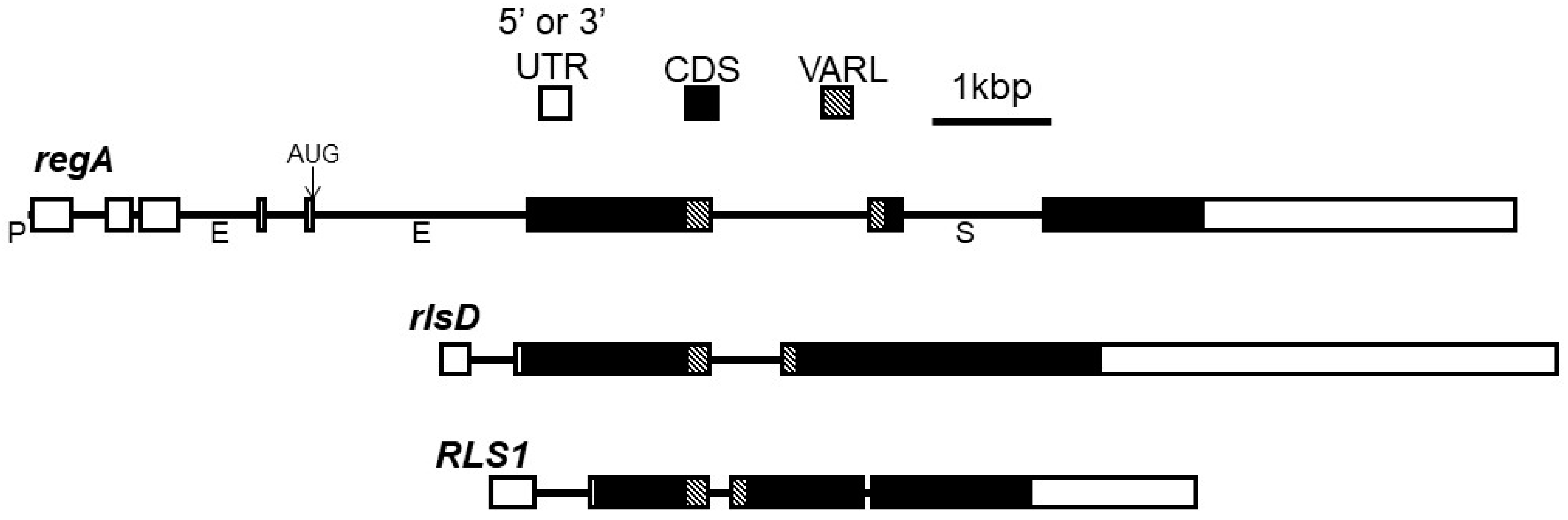 Genes 14 00941 g003 Genes 14 00941 g003