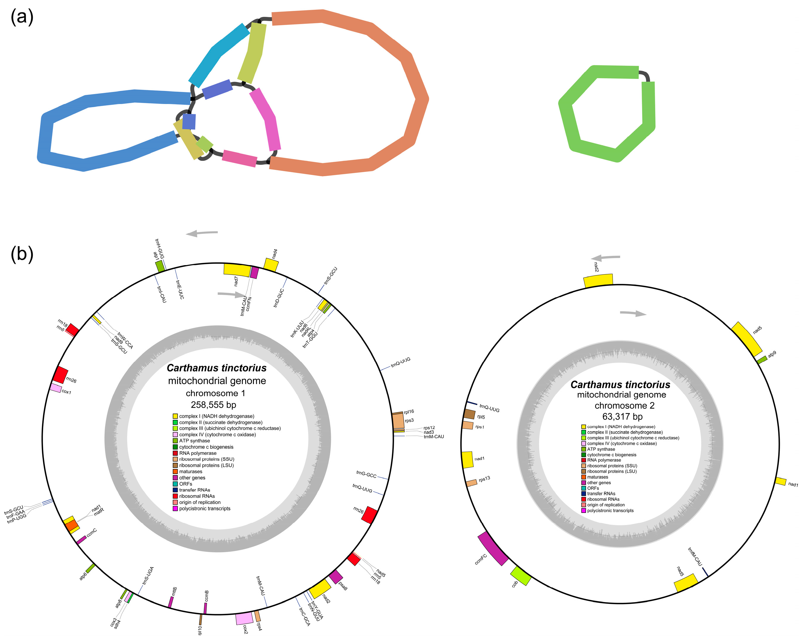 Genes 14 00979 g001 Genes 14 00979 g001