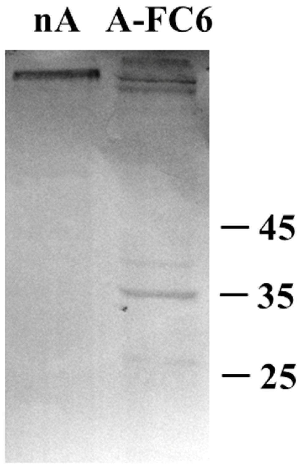 Genes 14 00990 g006