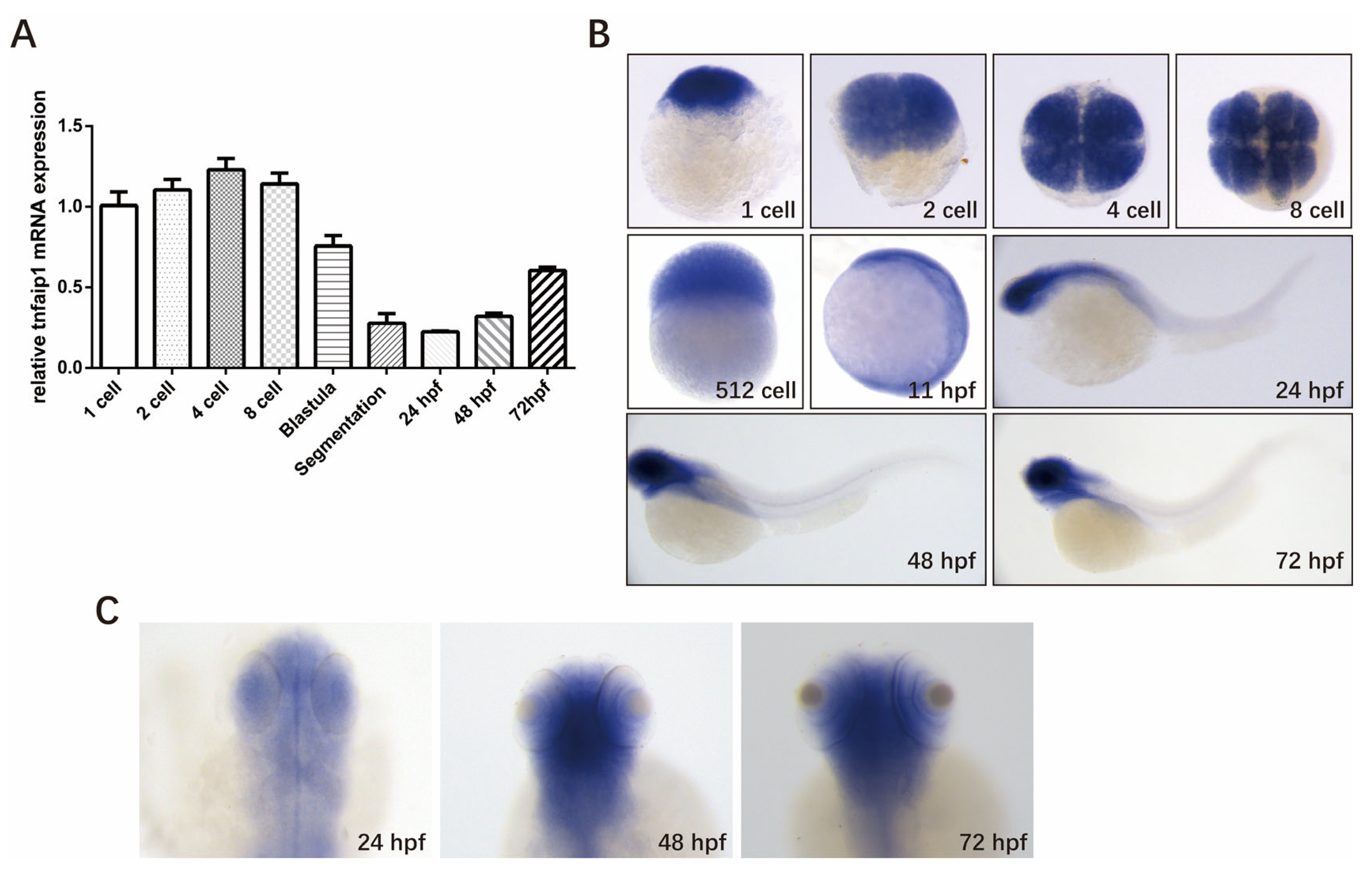 Genes 14 01005 g001 Genes 14 01005 g001