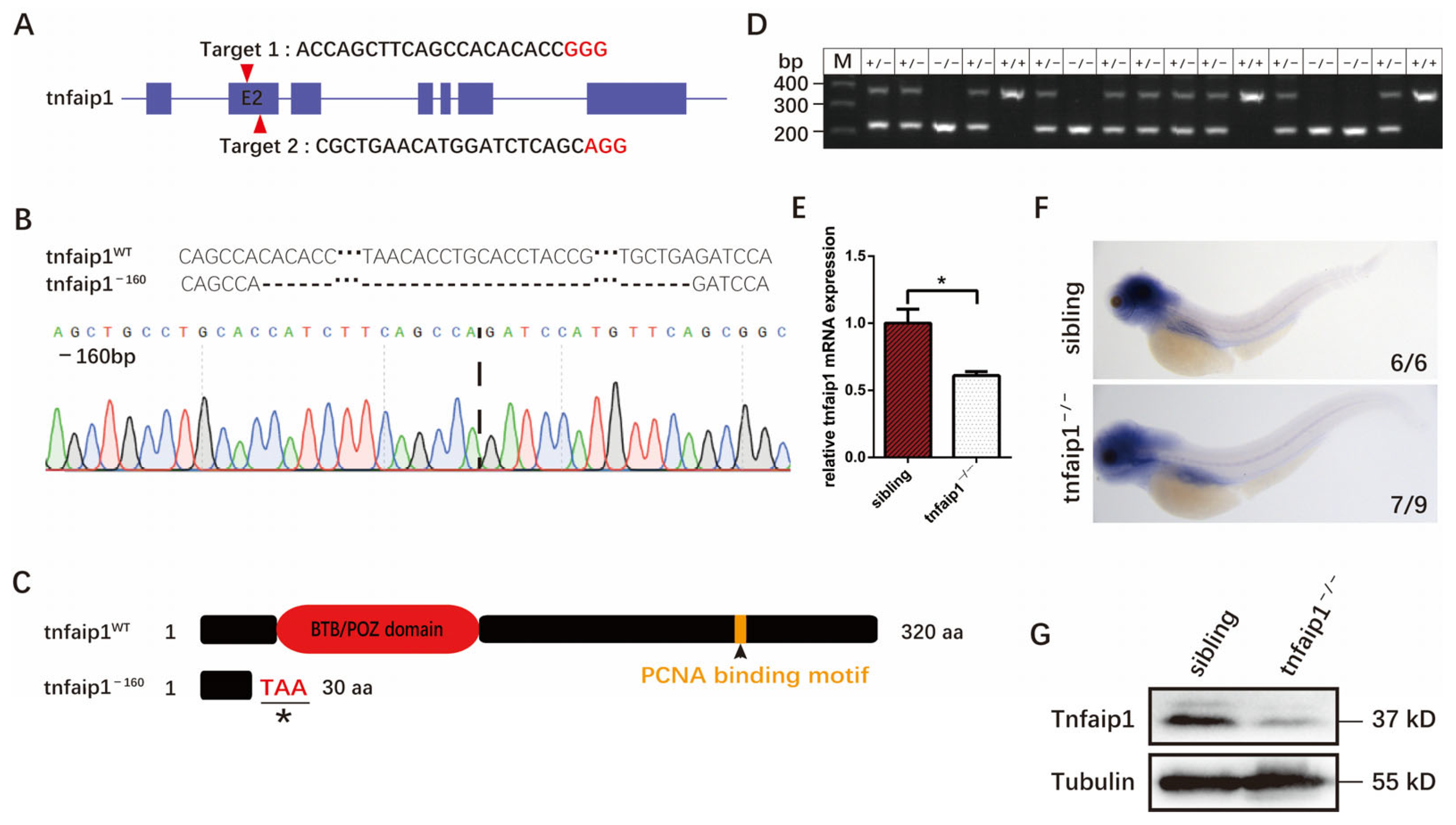 Genes 14 01005 g002 Genes 14 01005 g002