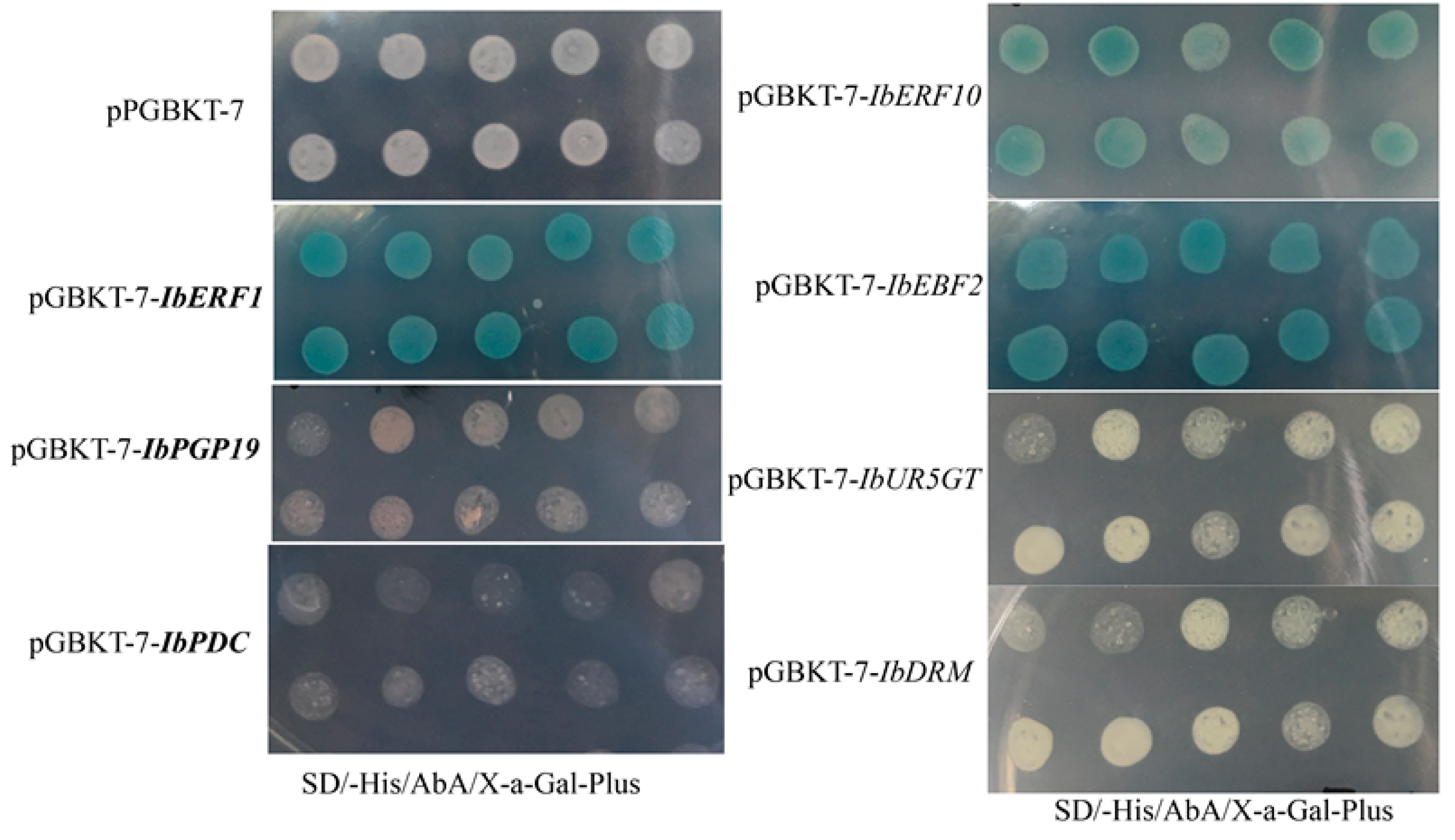 Genes 14 01042 g001