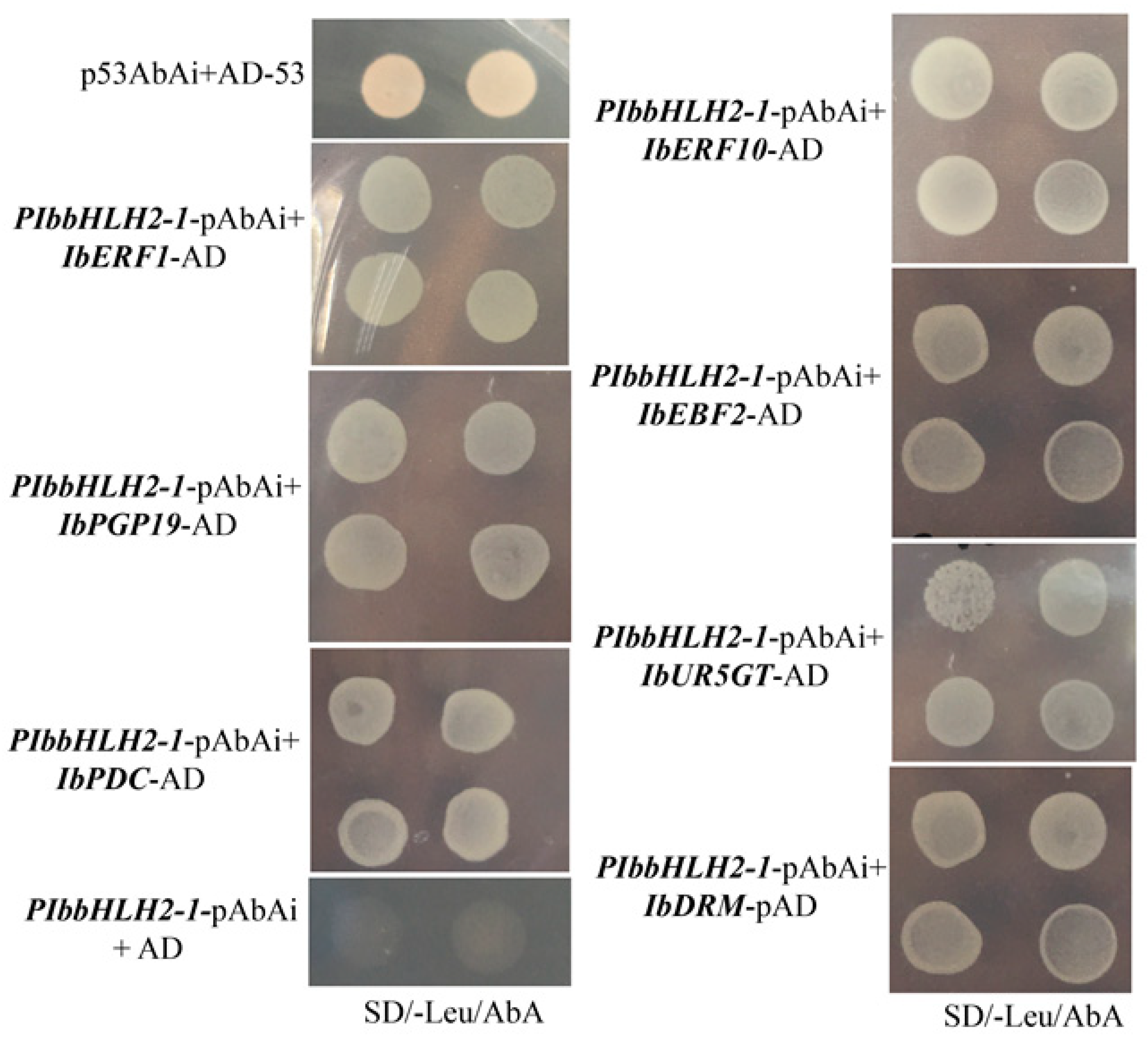Genes 14 01042 g002