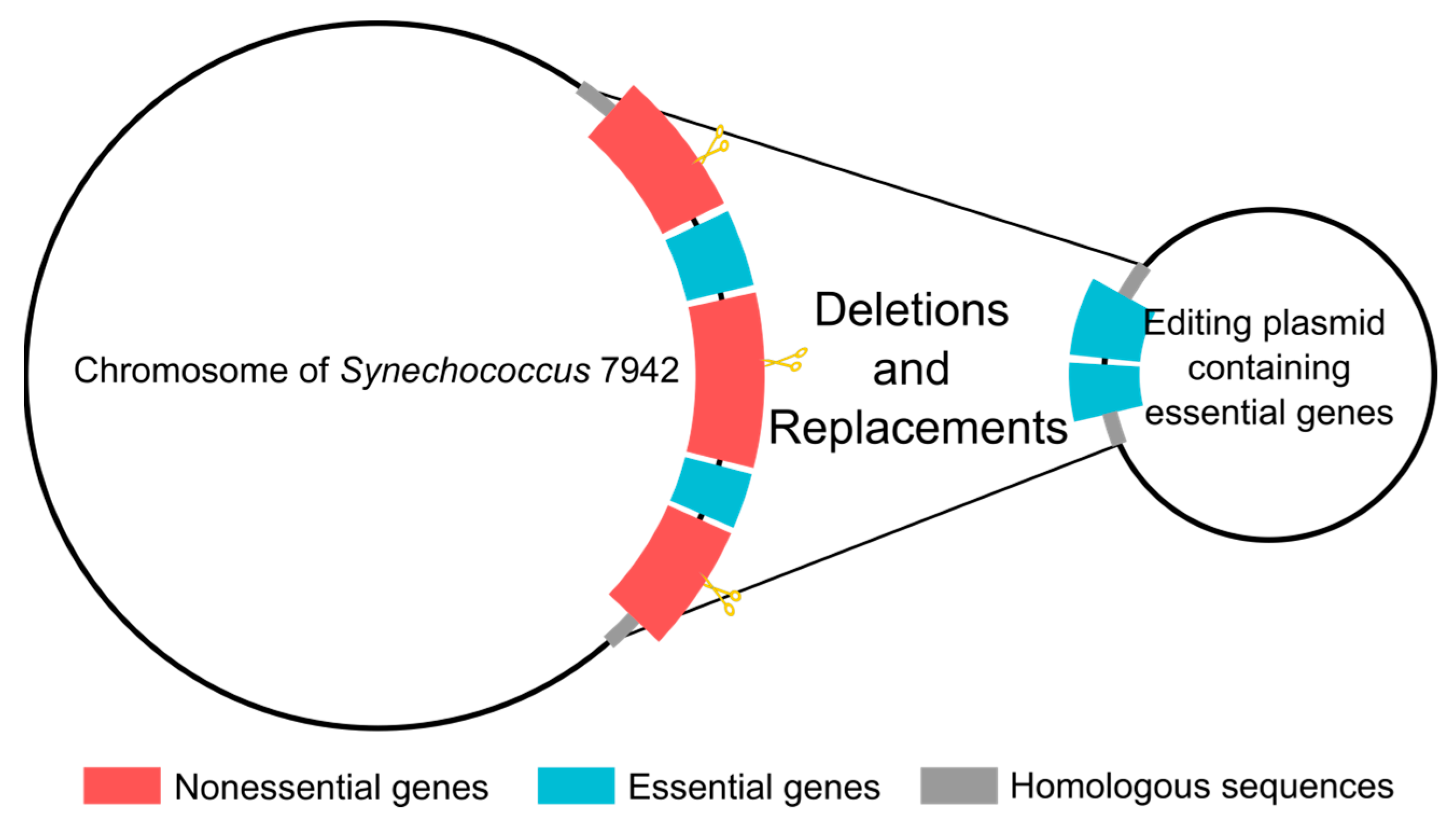 Genes 14 01091 g006 Genes 14 01091 g006