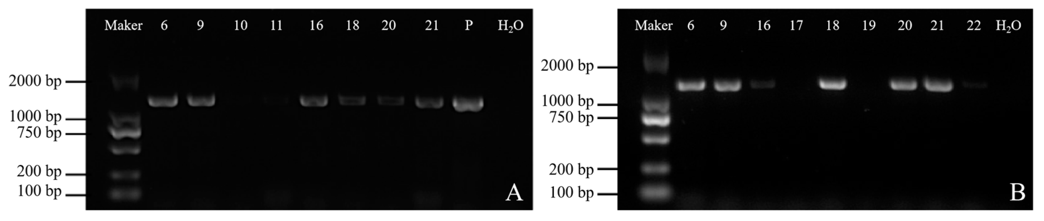 Genes 14 01132 g004 Genes 14 01132 g004