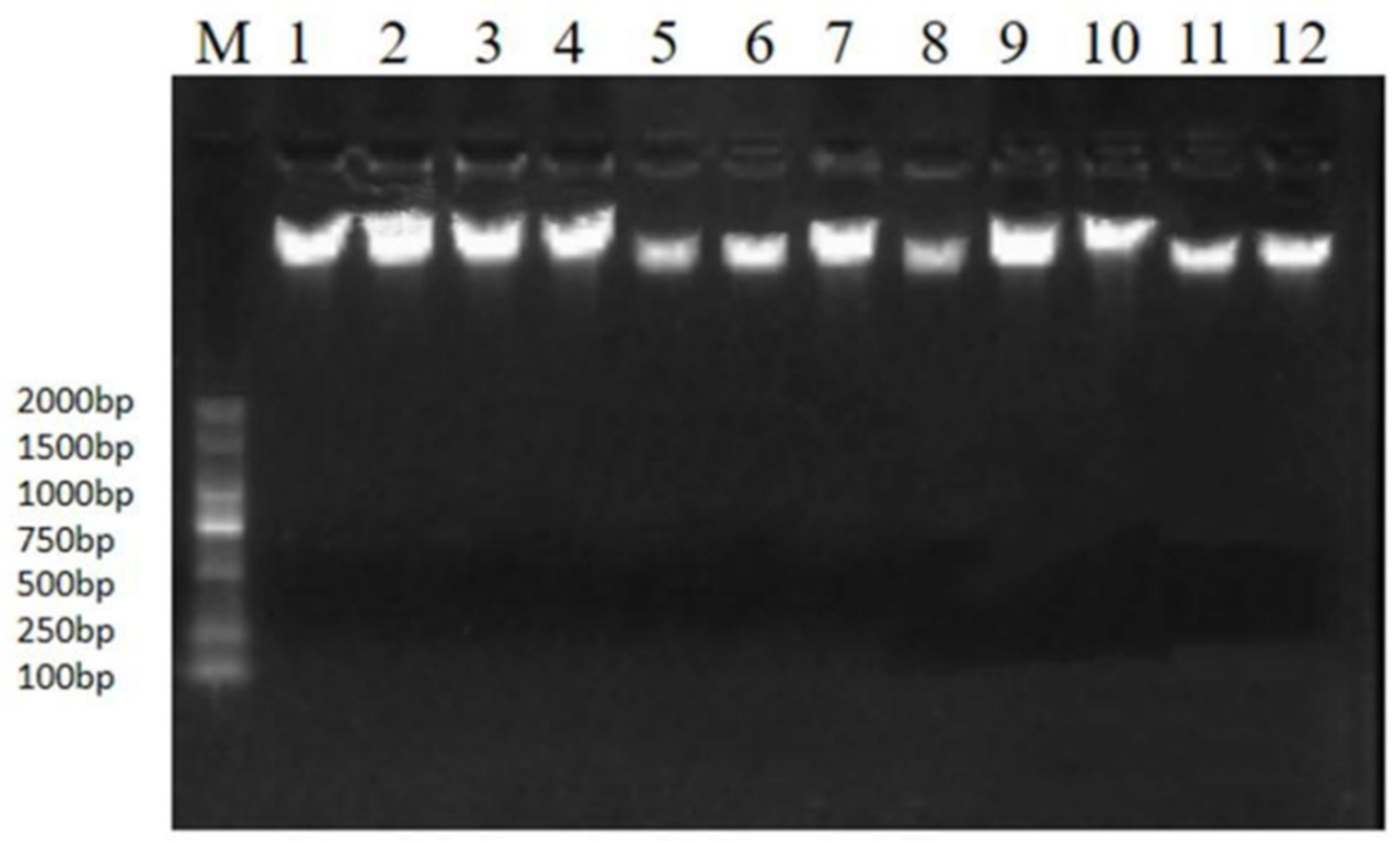 Genes 14 01189 g001