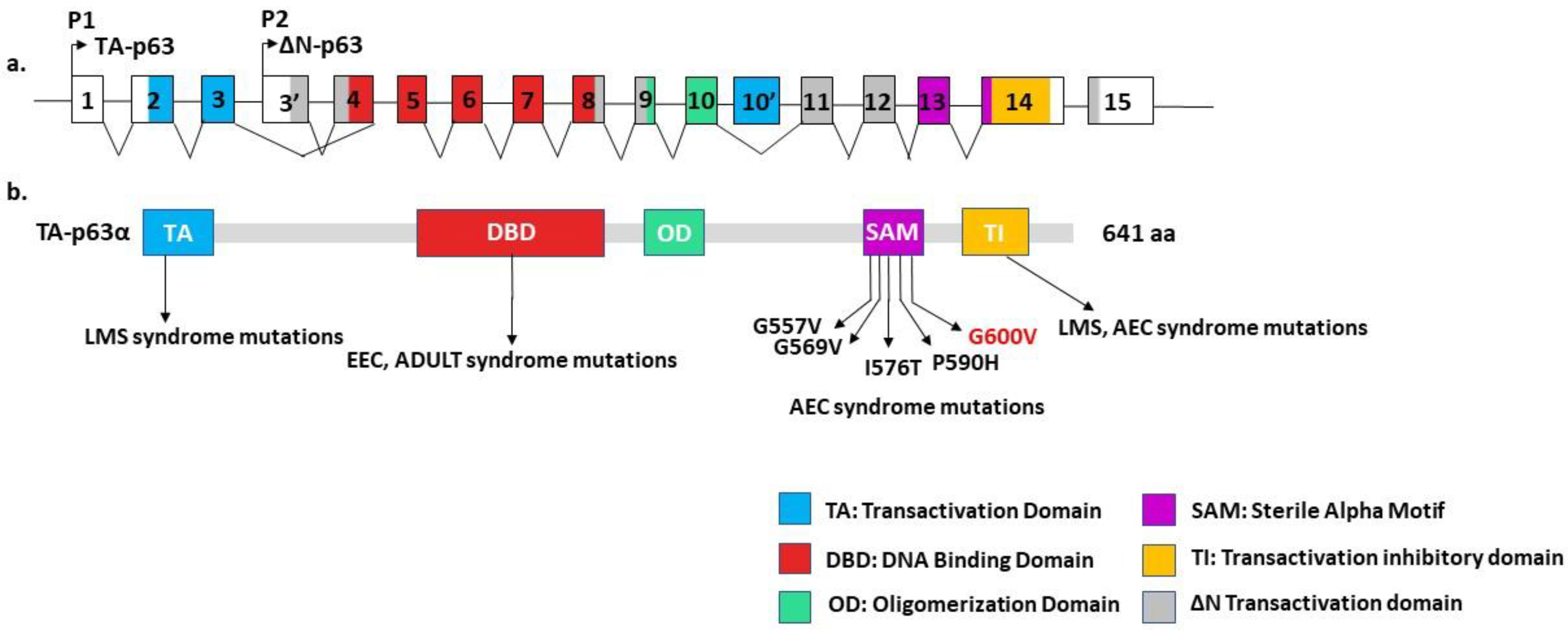 Genes 14 01246 g003