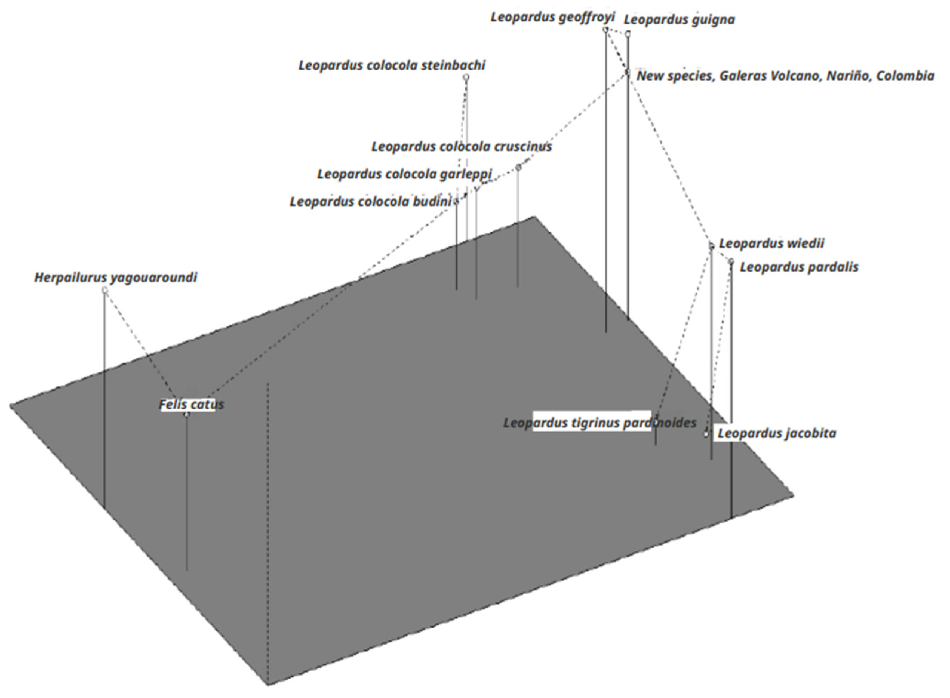 Morphological and Genetics Support for a Hitherto Undescribed Spotted ...