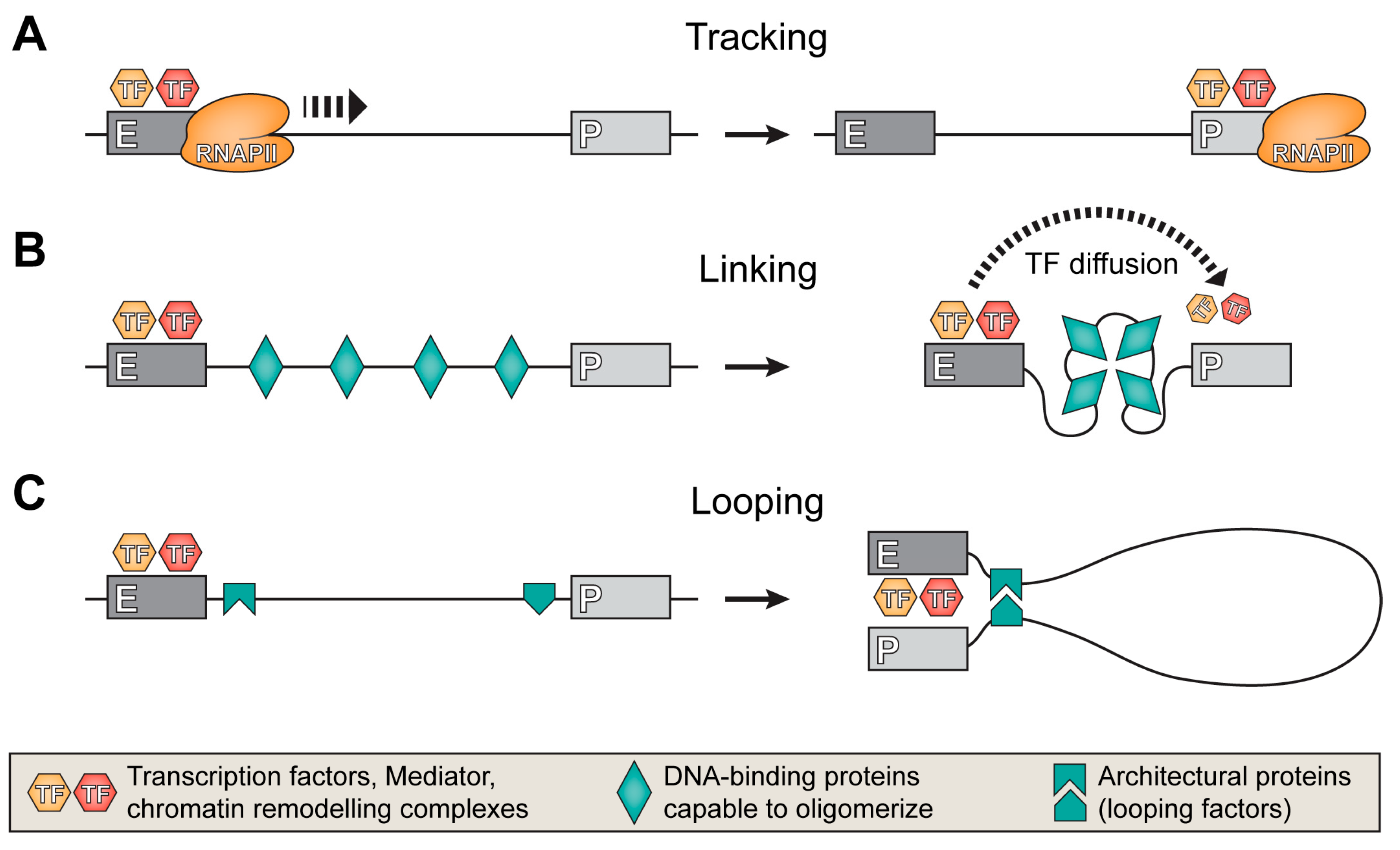 Genes 14 01277 g001 Genes 14 01277 g001