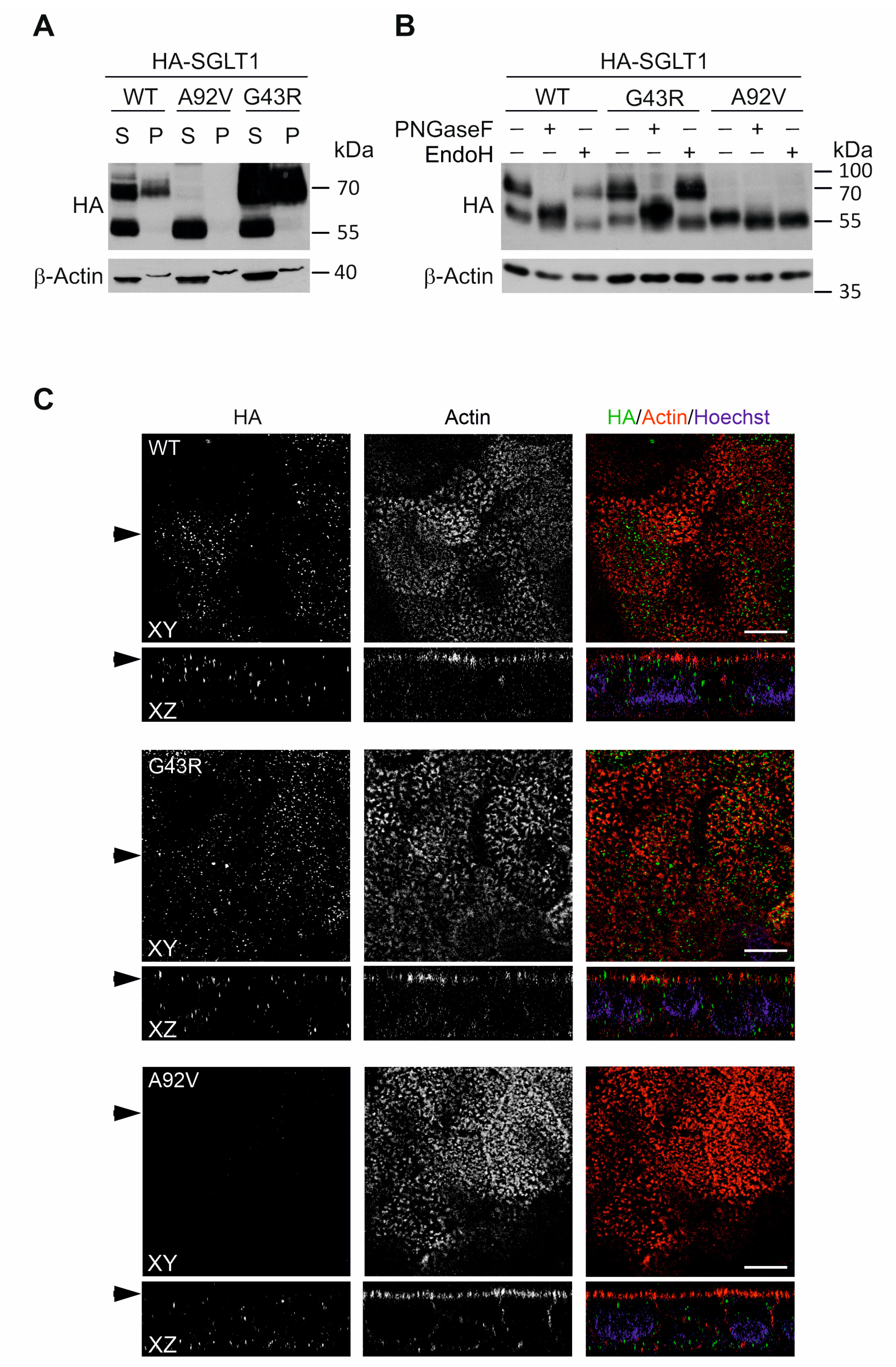 Genes 14 01359 g004 Genes 14 01359 g004