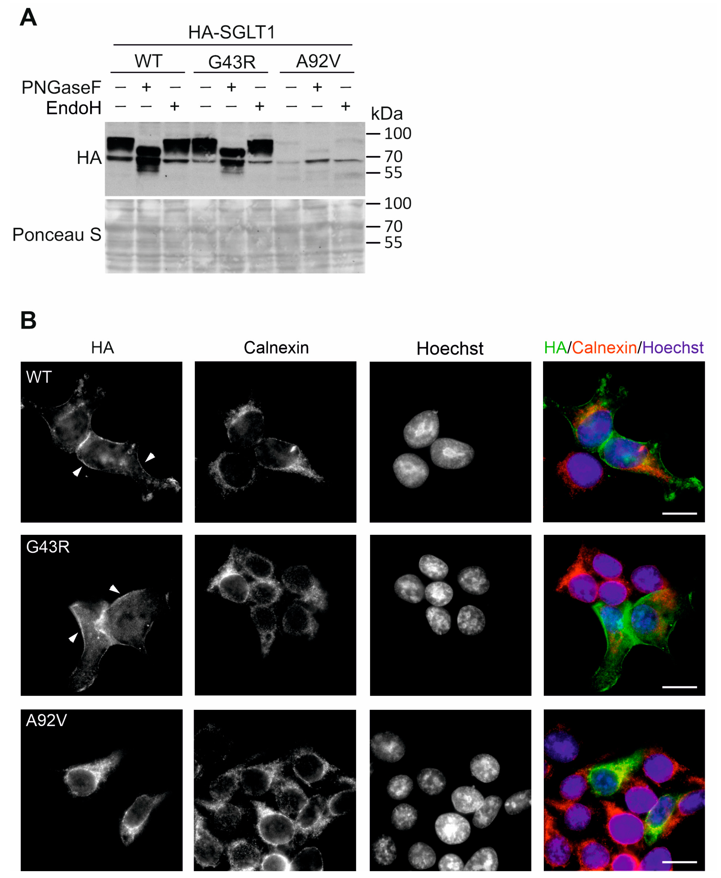 Genes 14 01359 g005 Genes 14 01359 g005