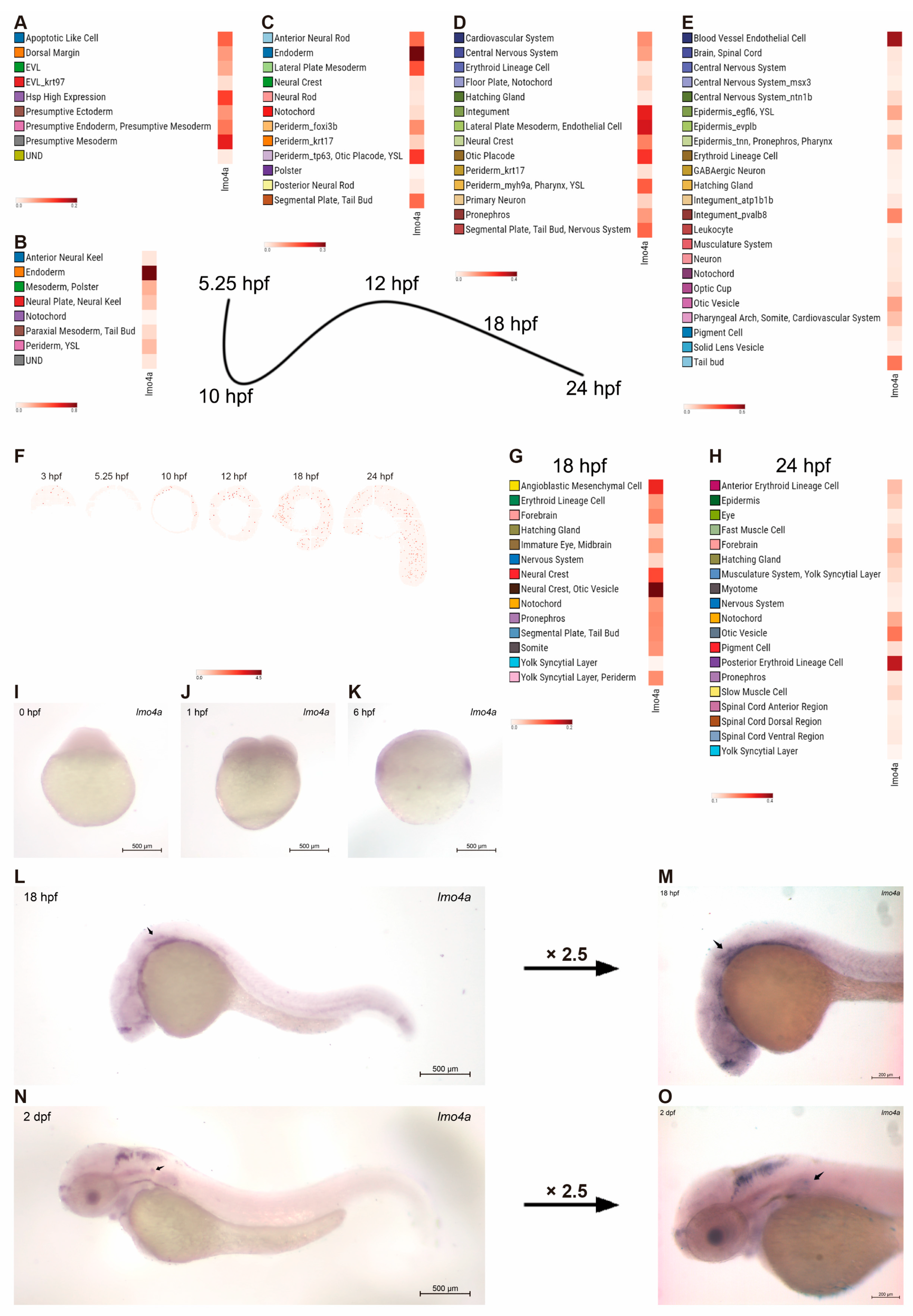 Genes 14 01371 g001