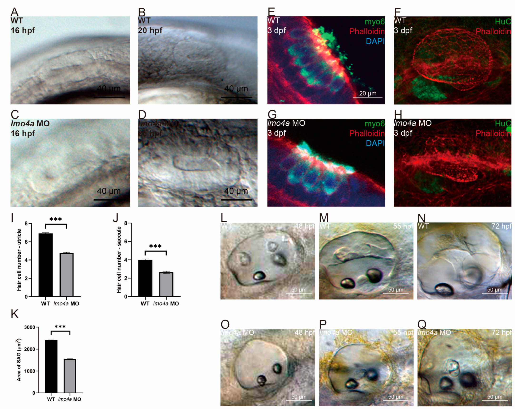 Genes 14 01371 g003