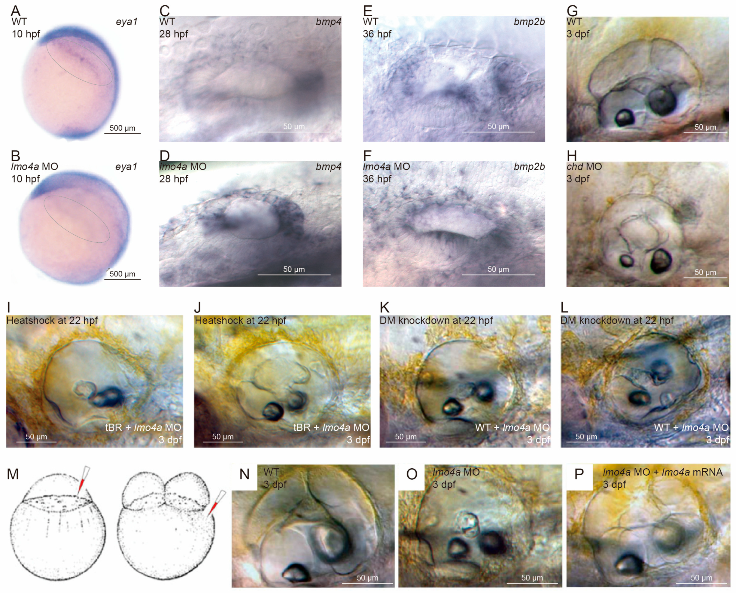 Genes 14 01371 g005