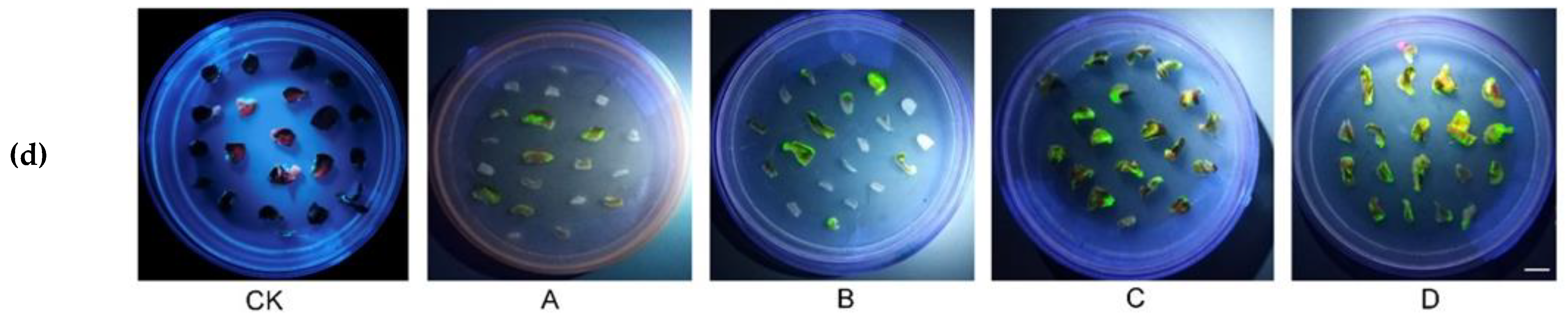 Genes 14 01432 g001b