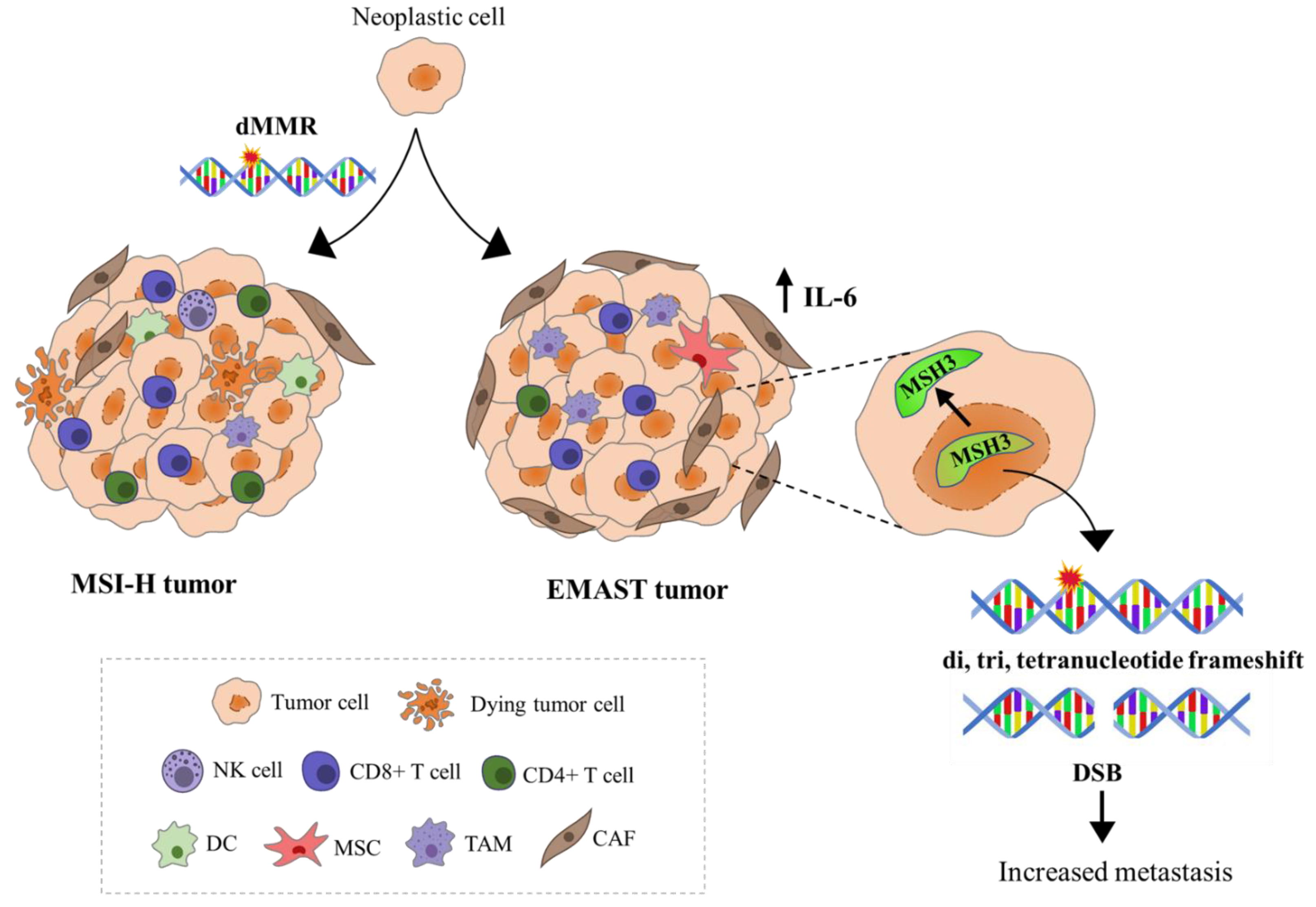 Genes 14 01474 g003