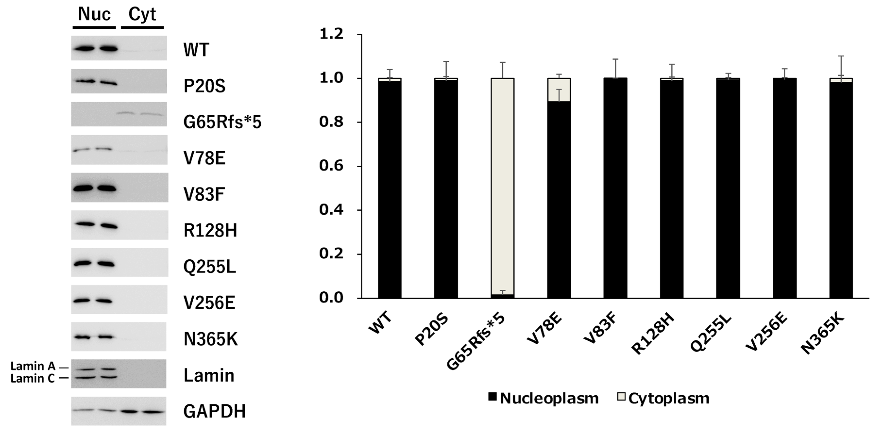 Genes 14 01483 g007 Genes 14 01483 g007