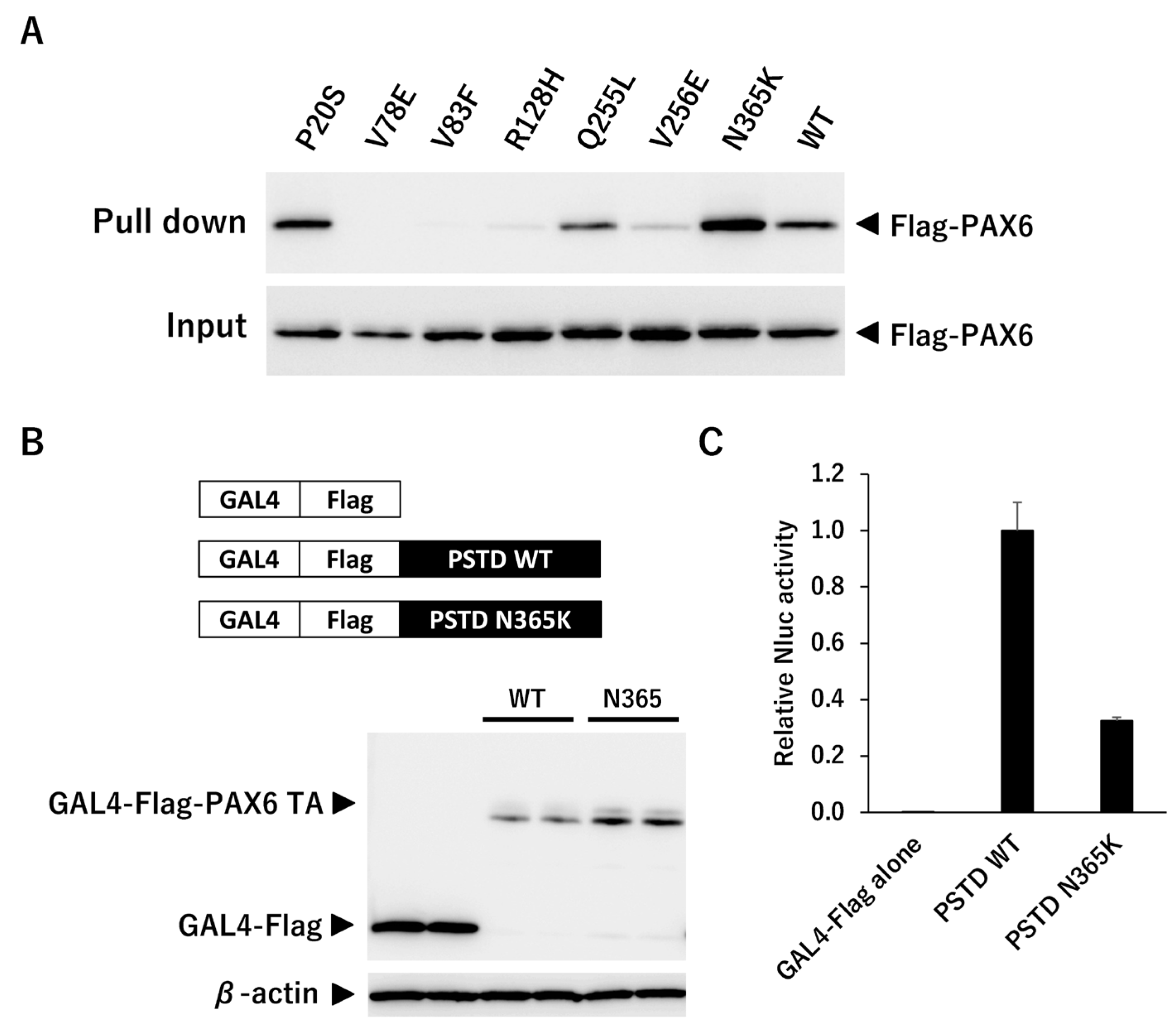 Genes 14 01483 g008 Genes 14 01483 g008