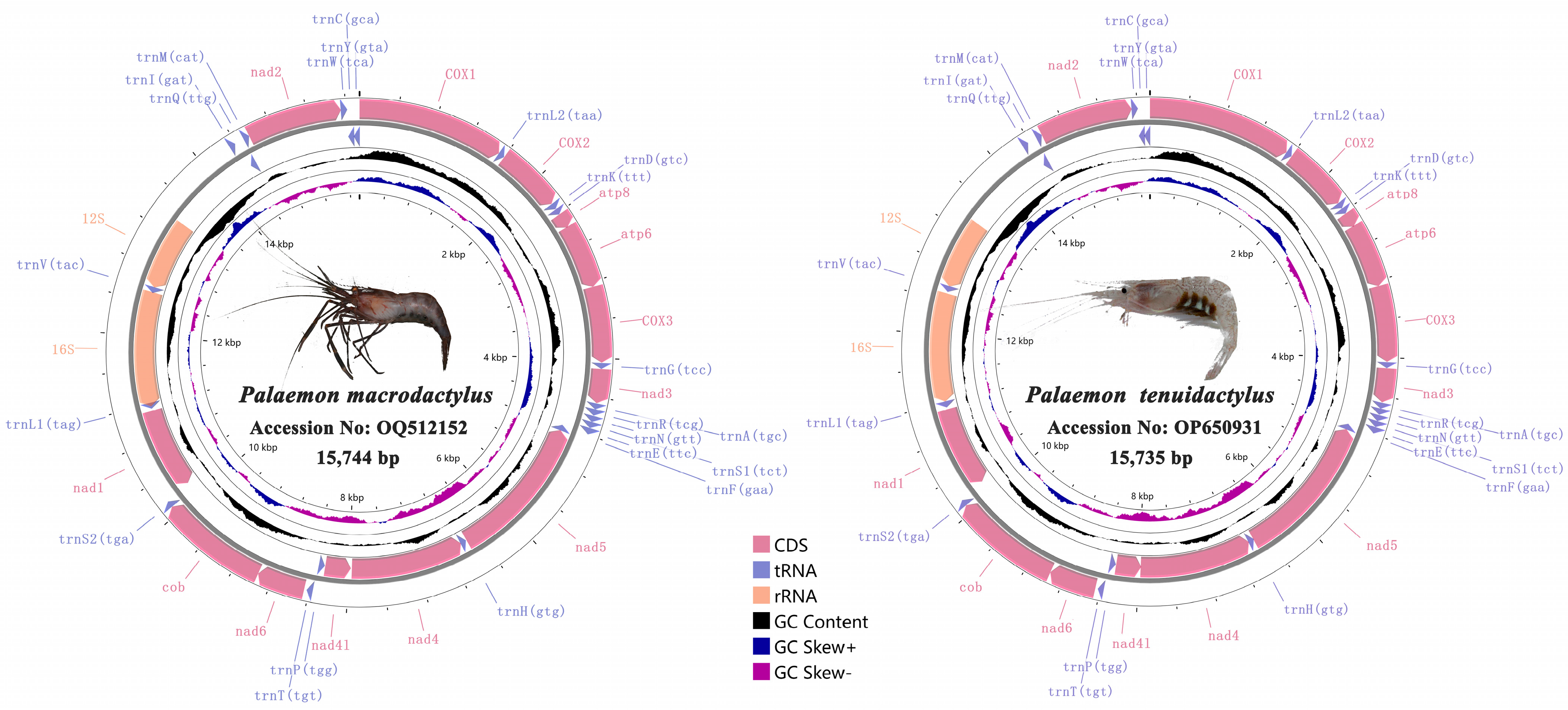 Genes 14 01499 g001