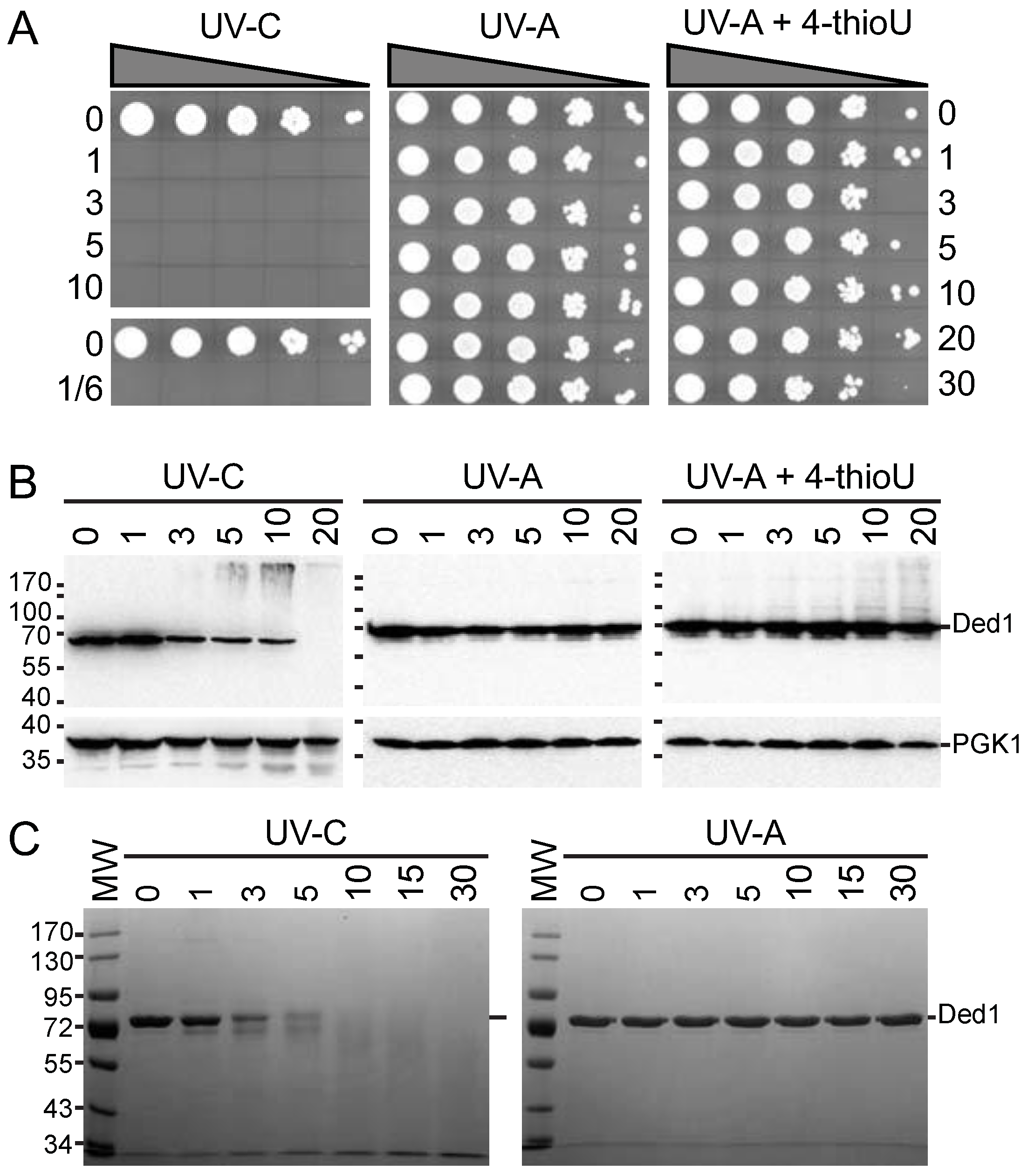 Genes 14 01566 g001