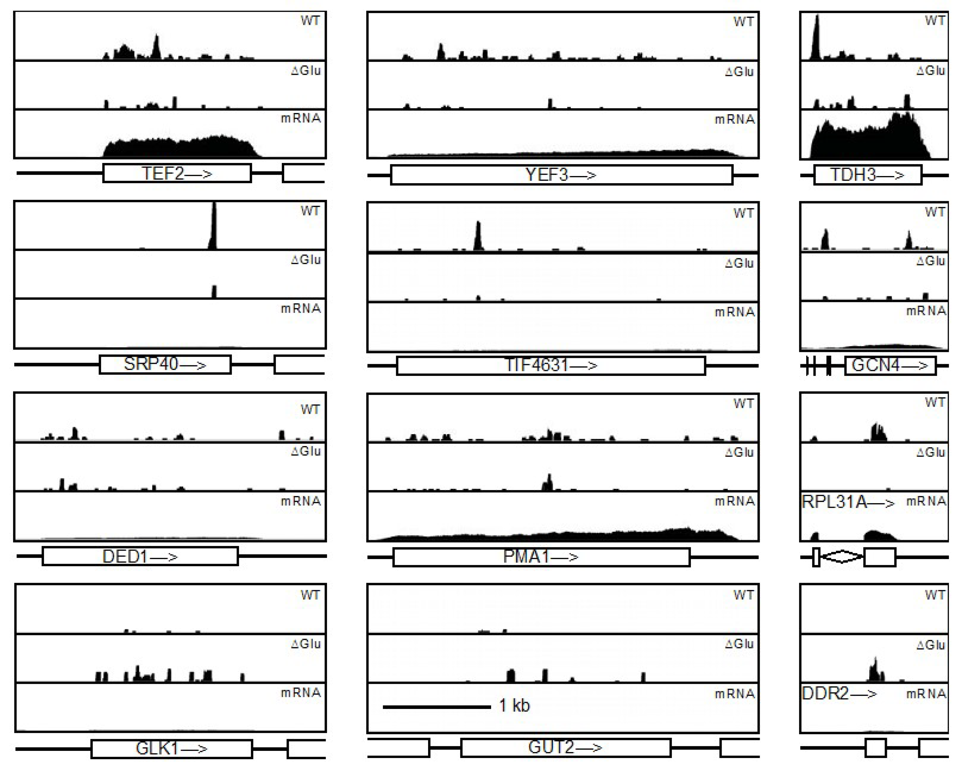 Genes 14 01566 g004