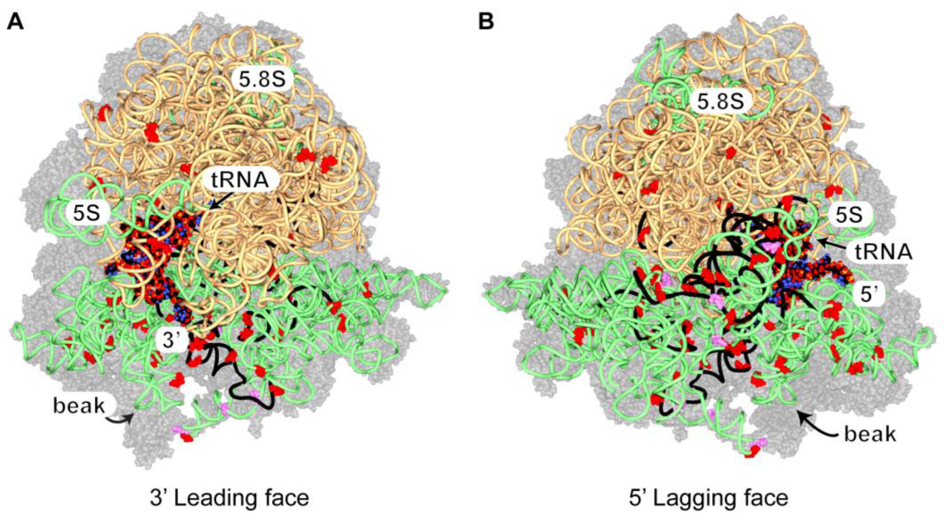 Genes 14 01566 g005