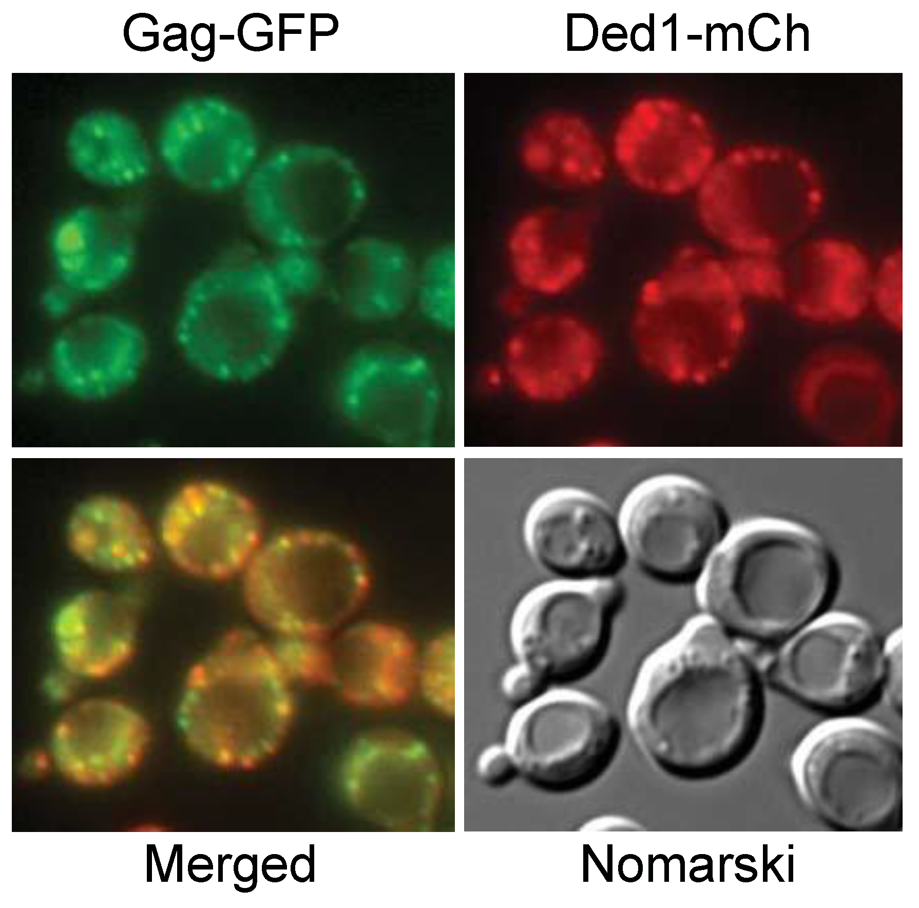 Genes 14 01566 g006