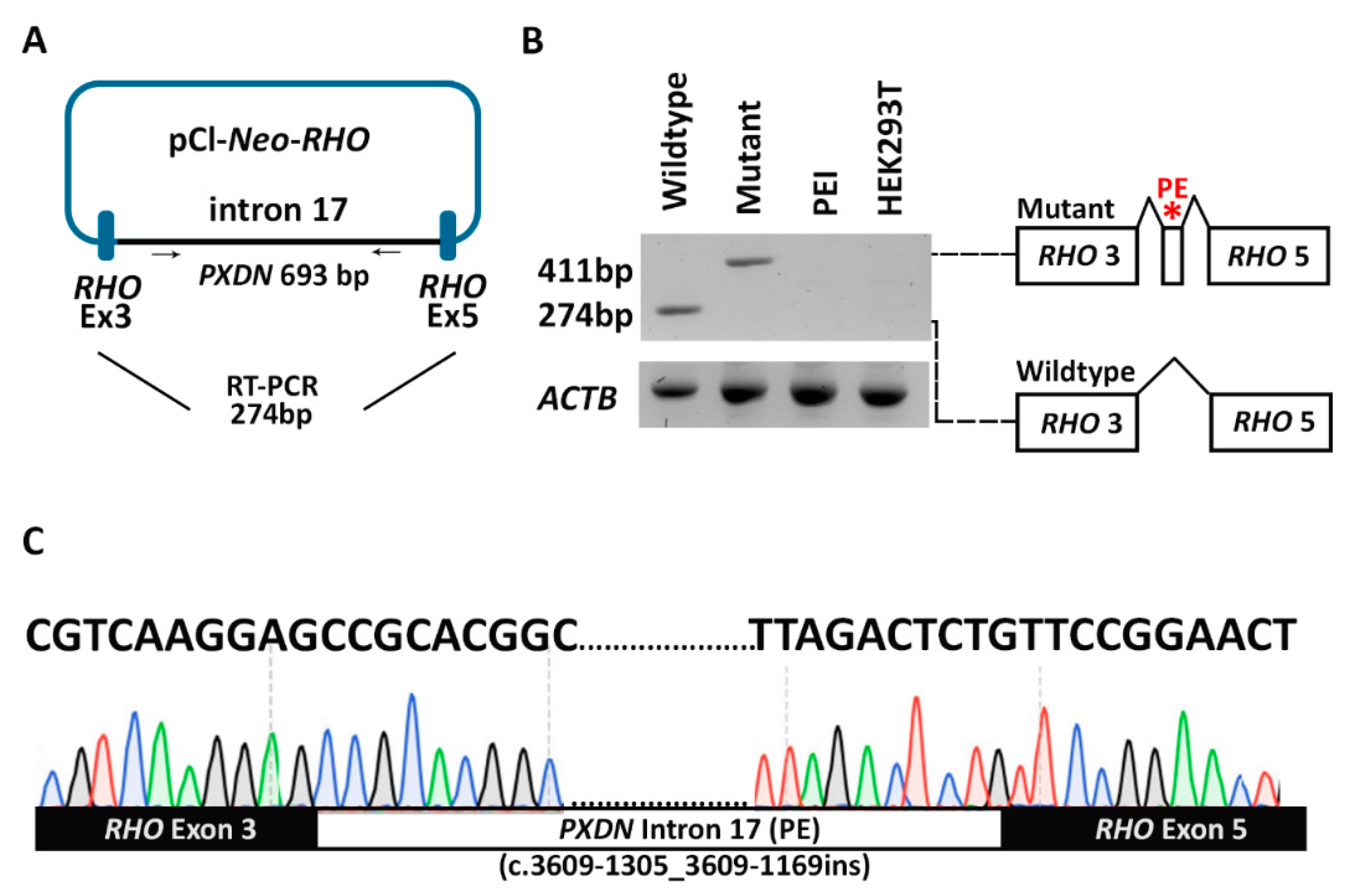 Genes 14 01573 g004