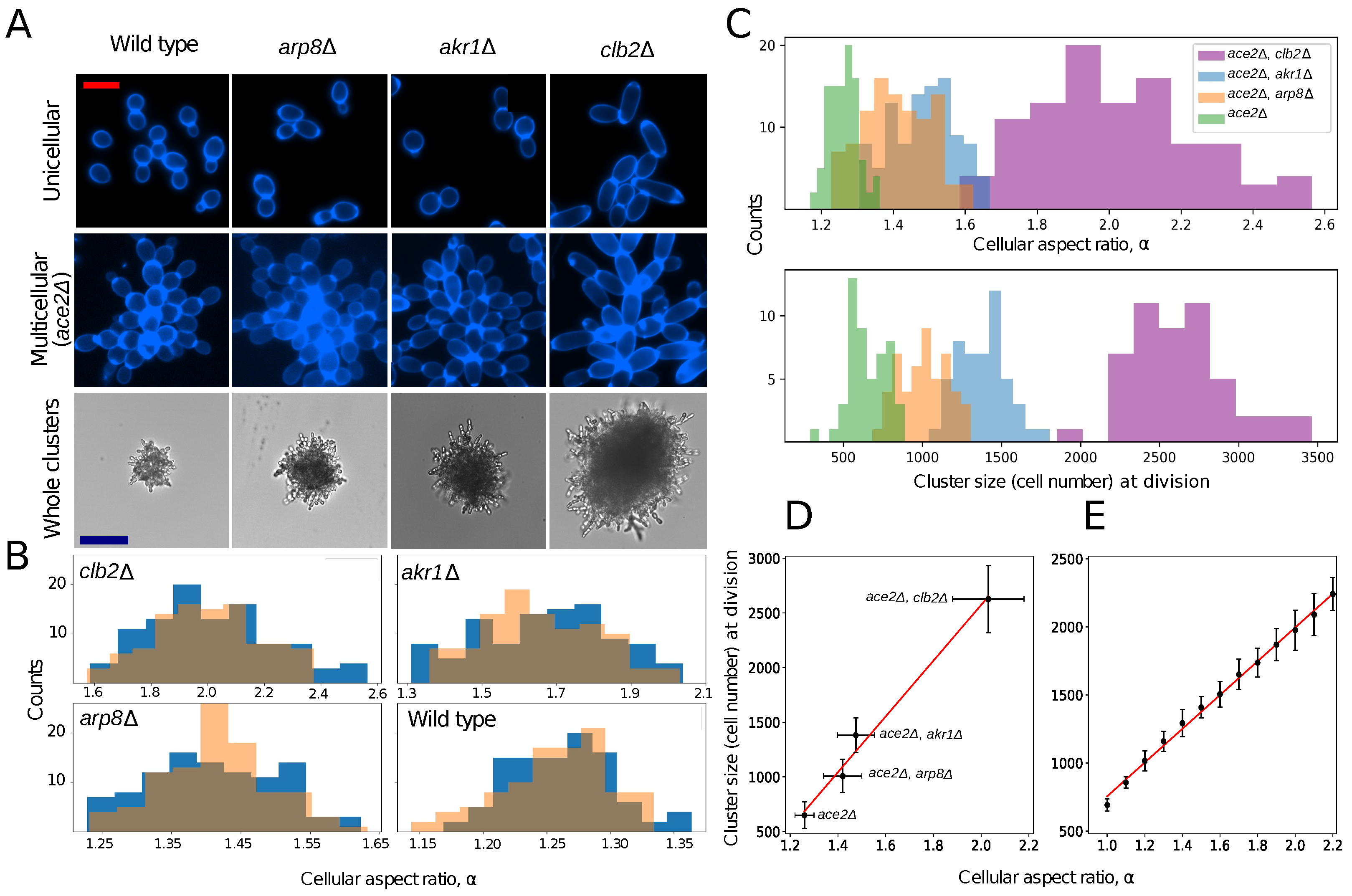 Genes 14 01635 g001 Genes 14 01635 g001