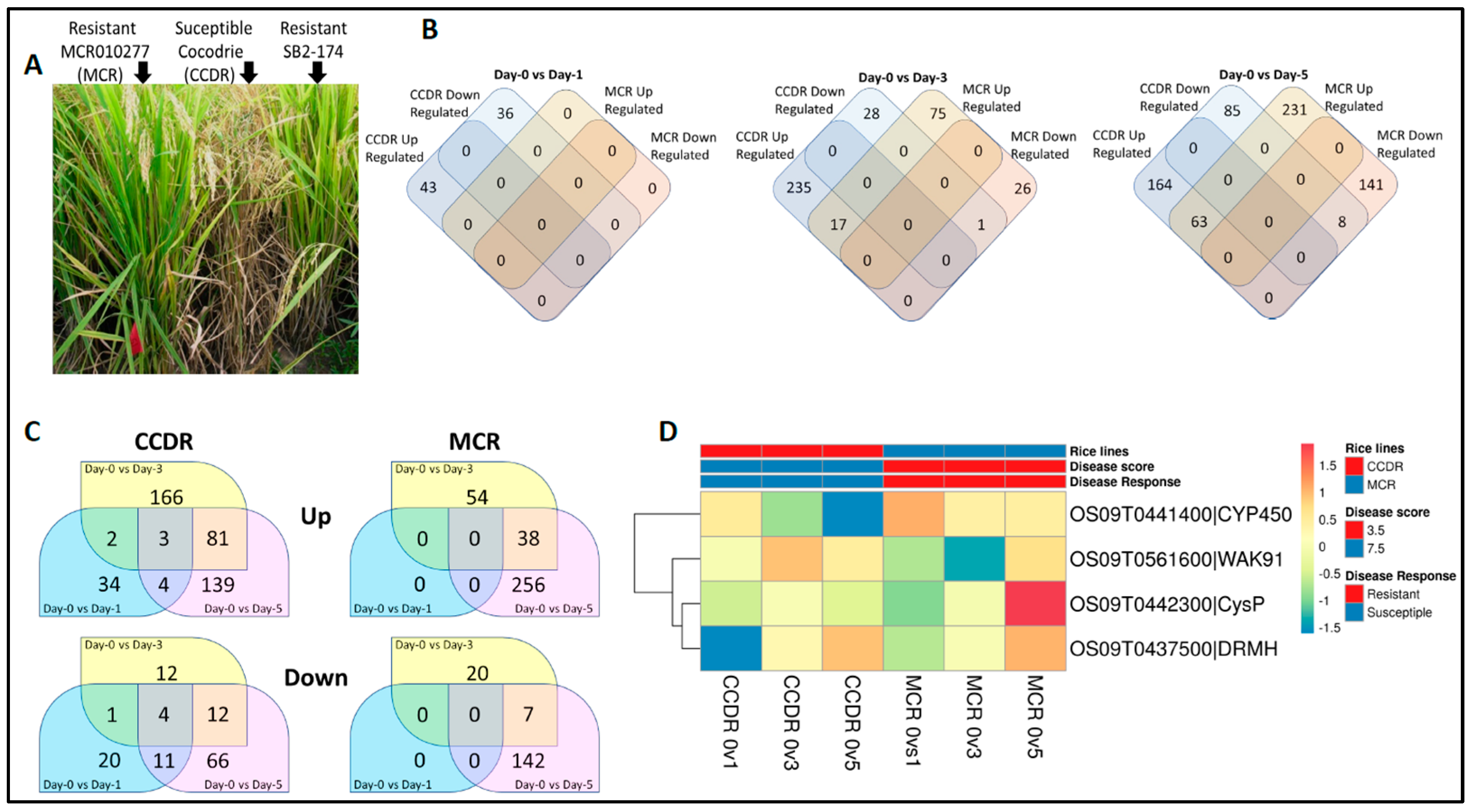 Genes 14 01673 g001