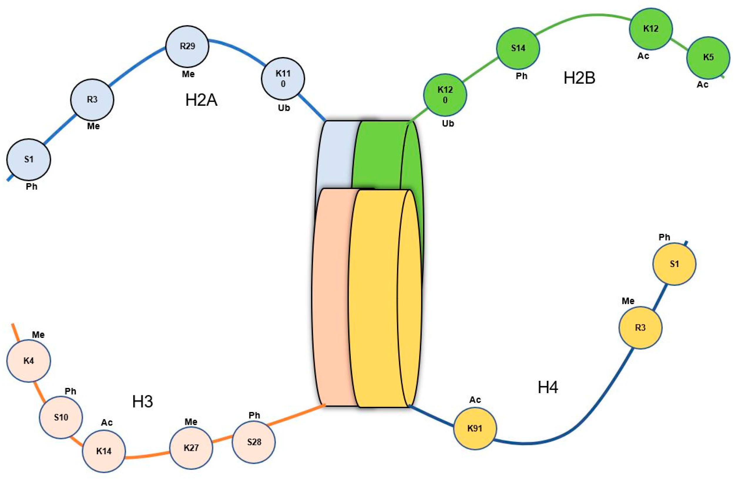 Genes 14 01682 g004 Genes 14 01682 g004