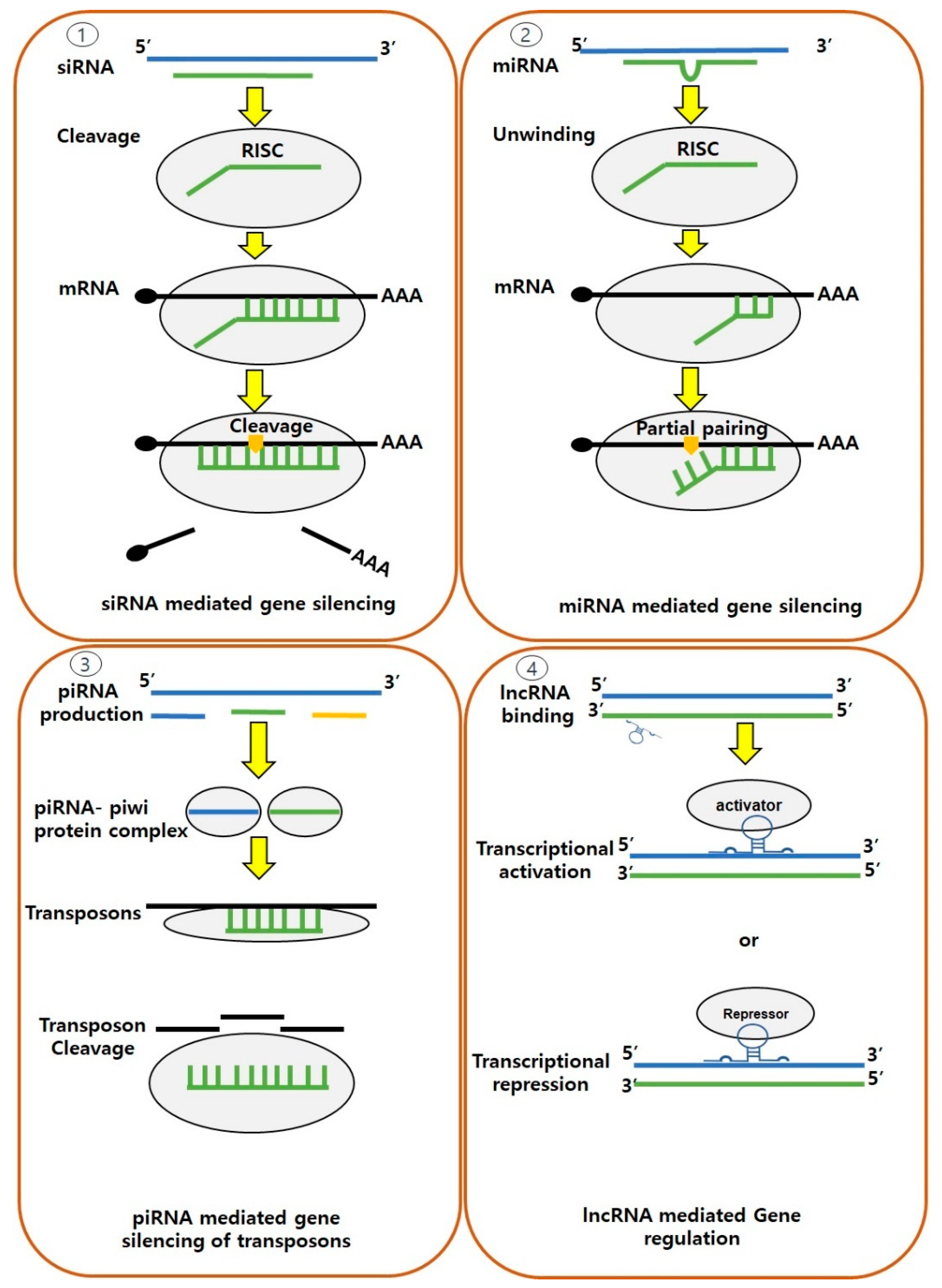 Genes 14 01682 g005 Genes 14 01682 g005
