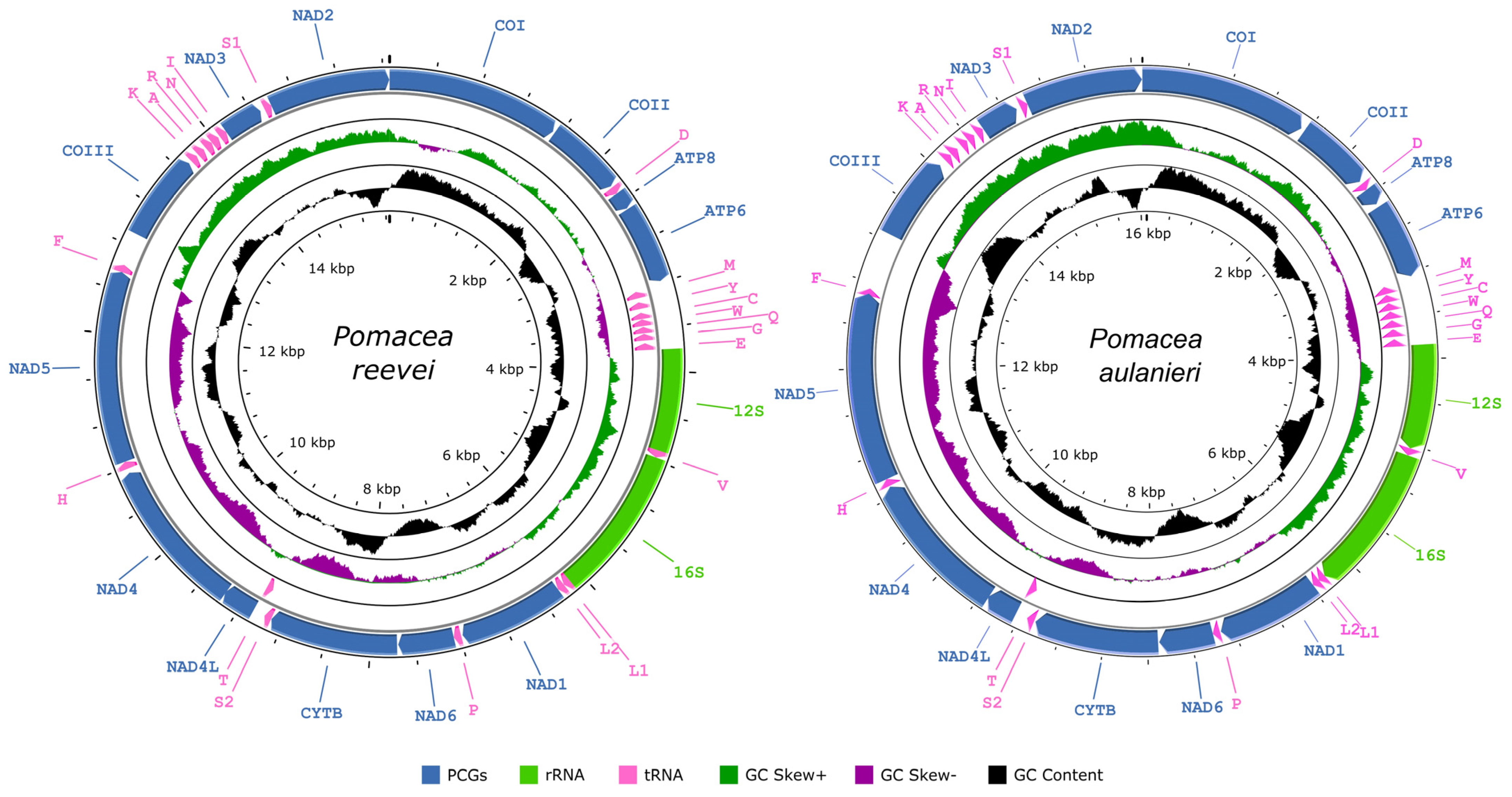 Genes 14 01769 g001 Genes 14 01769 g001