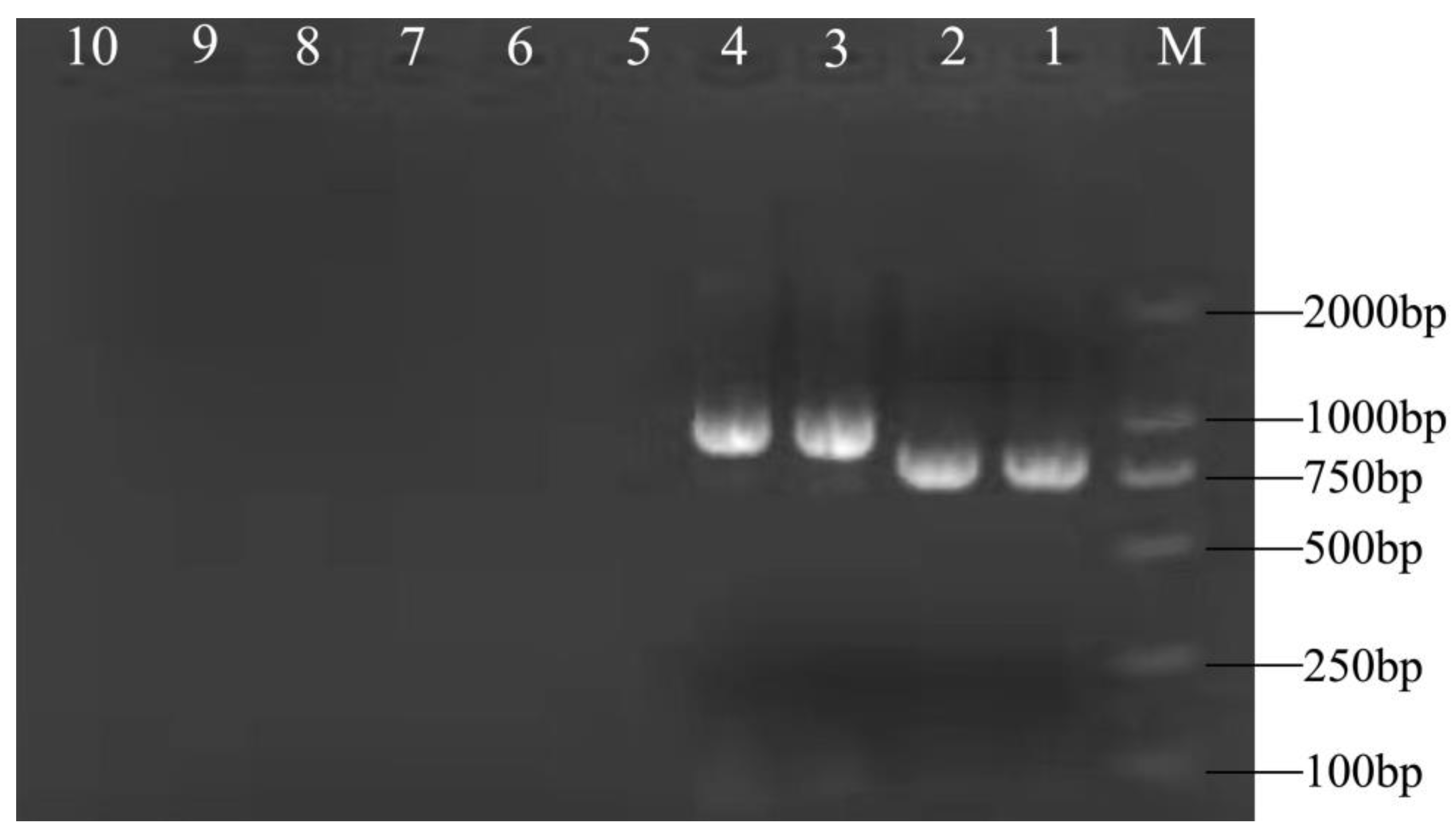 Genes 14 01788 g004
