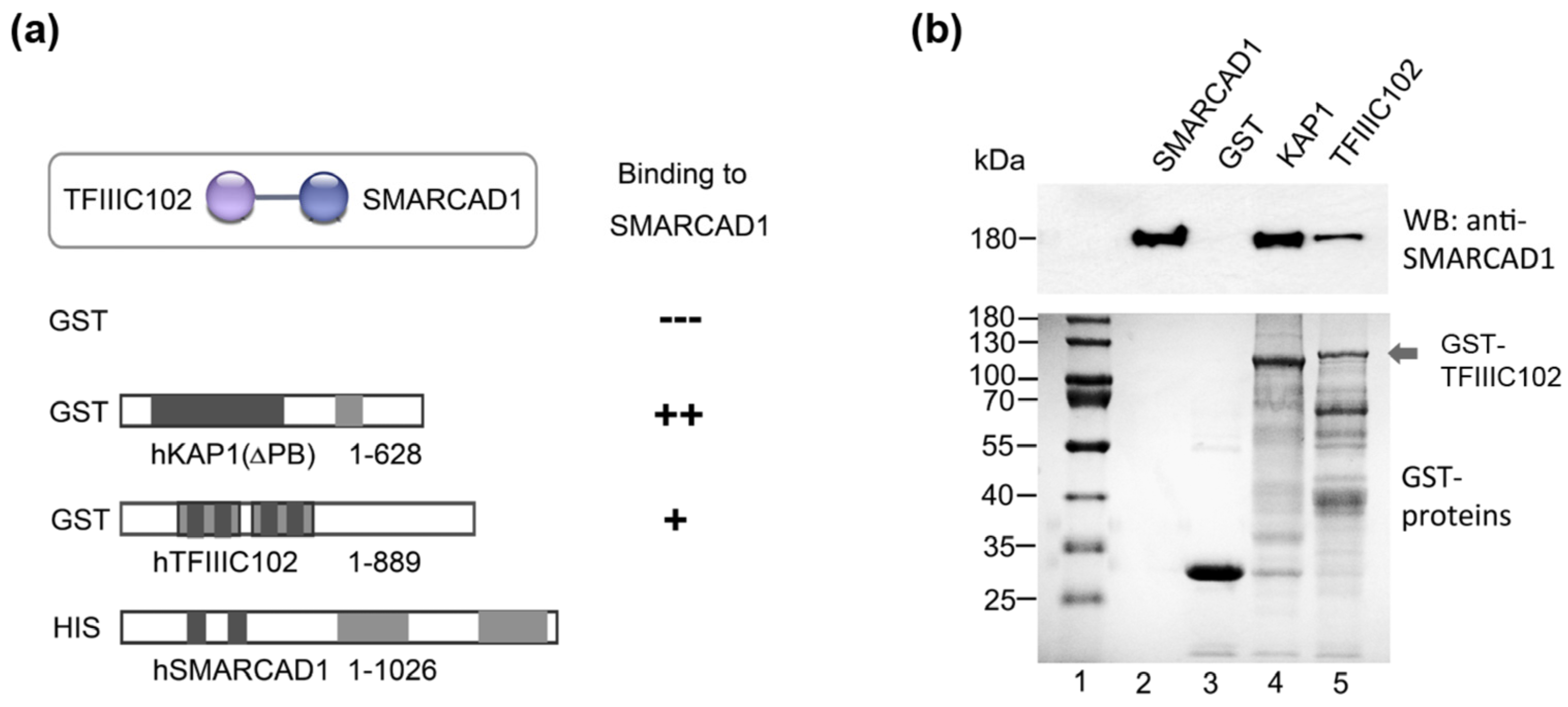 Genes 14 01793 g003