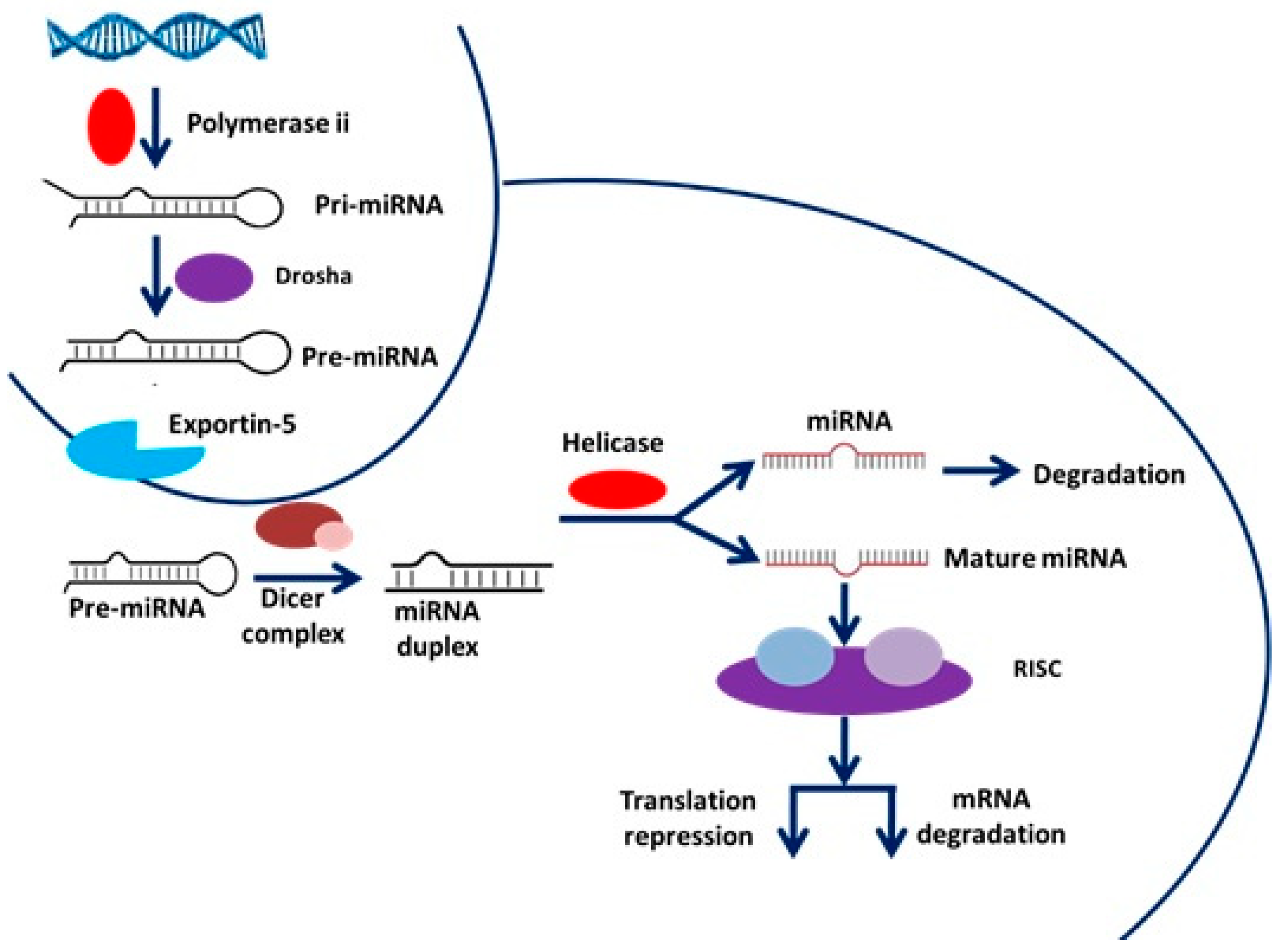 Genes 14 01849 g001