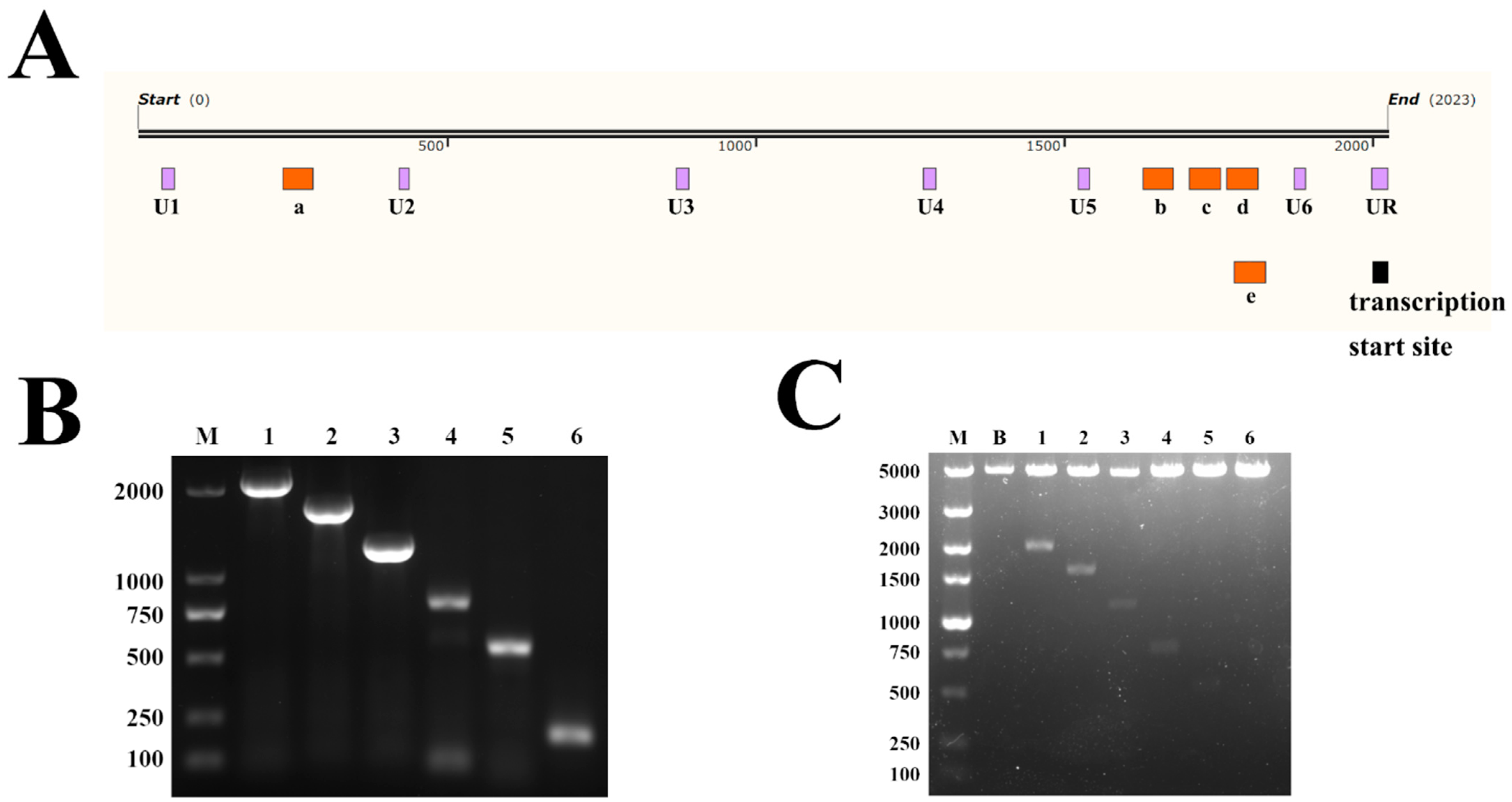 Genes 14 01873 g003