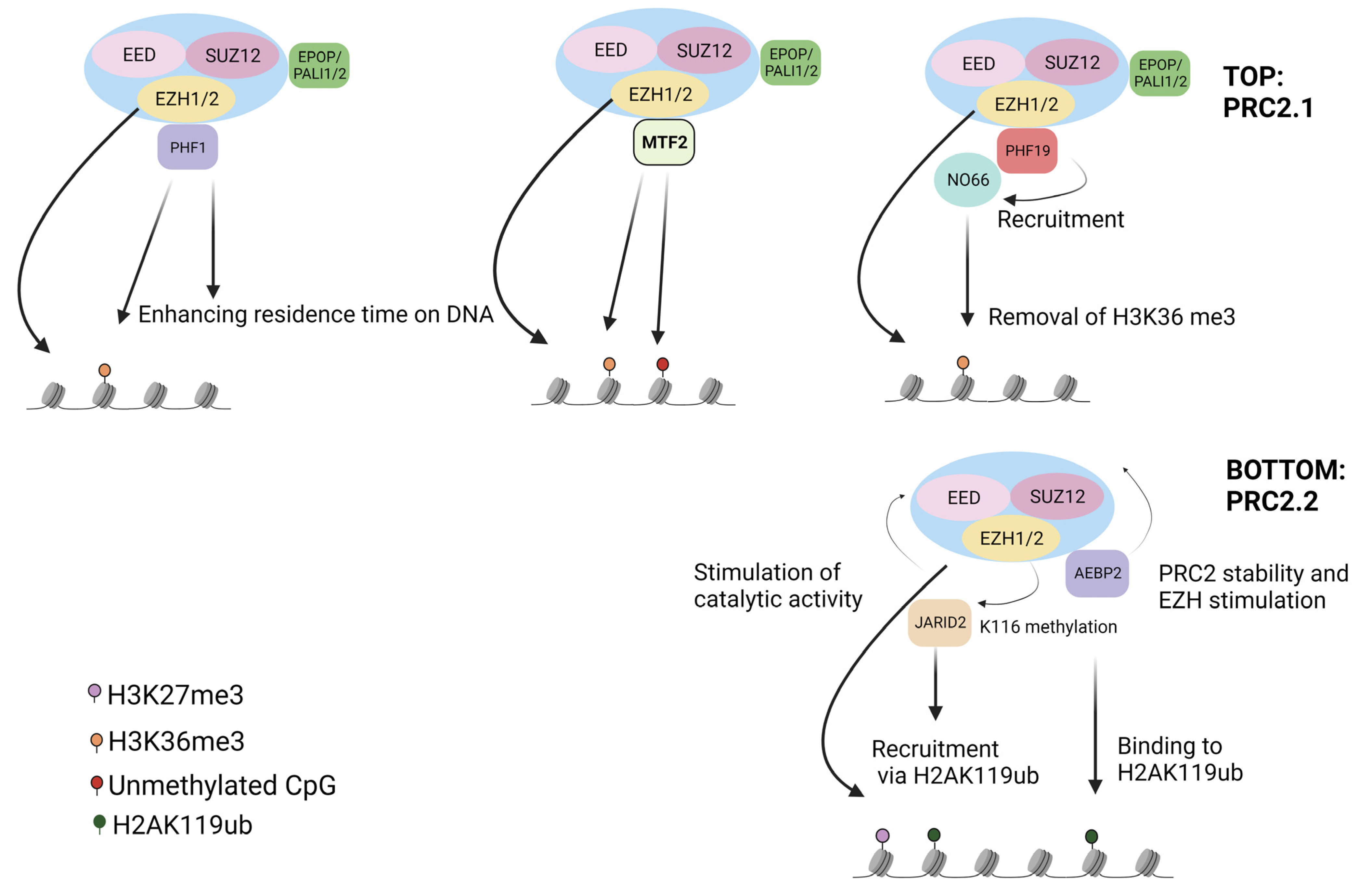 Genes 14 01879 g001